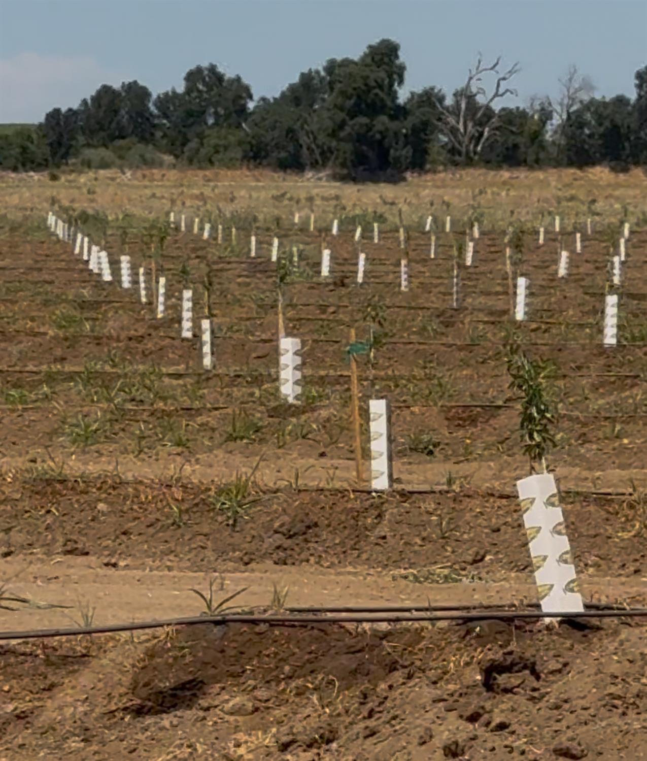 14255 Prouty Road Galt, CA 95632 - Photo 3 of 10