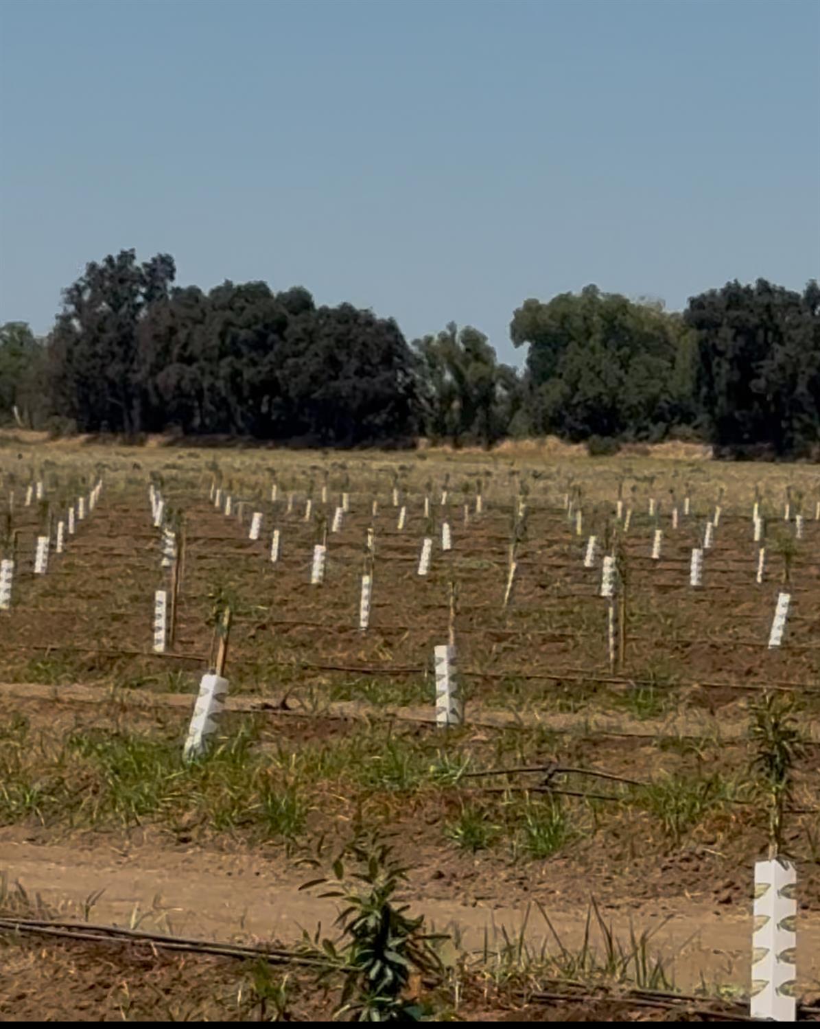 14255 Prouty Road Galt, CA 95632 - Photo 4 of 10