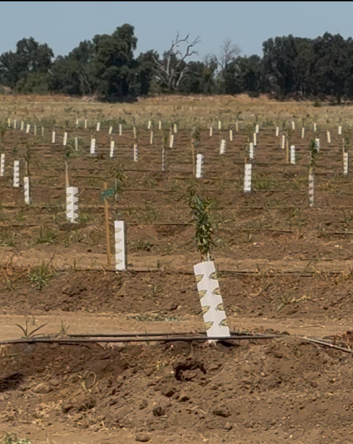 14255 Prouty Road Galt, CA 95632 - Photo 5 of 10