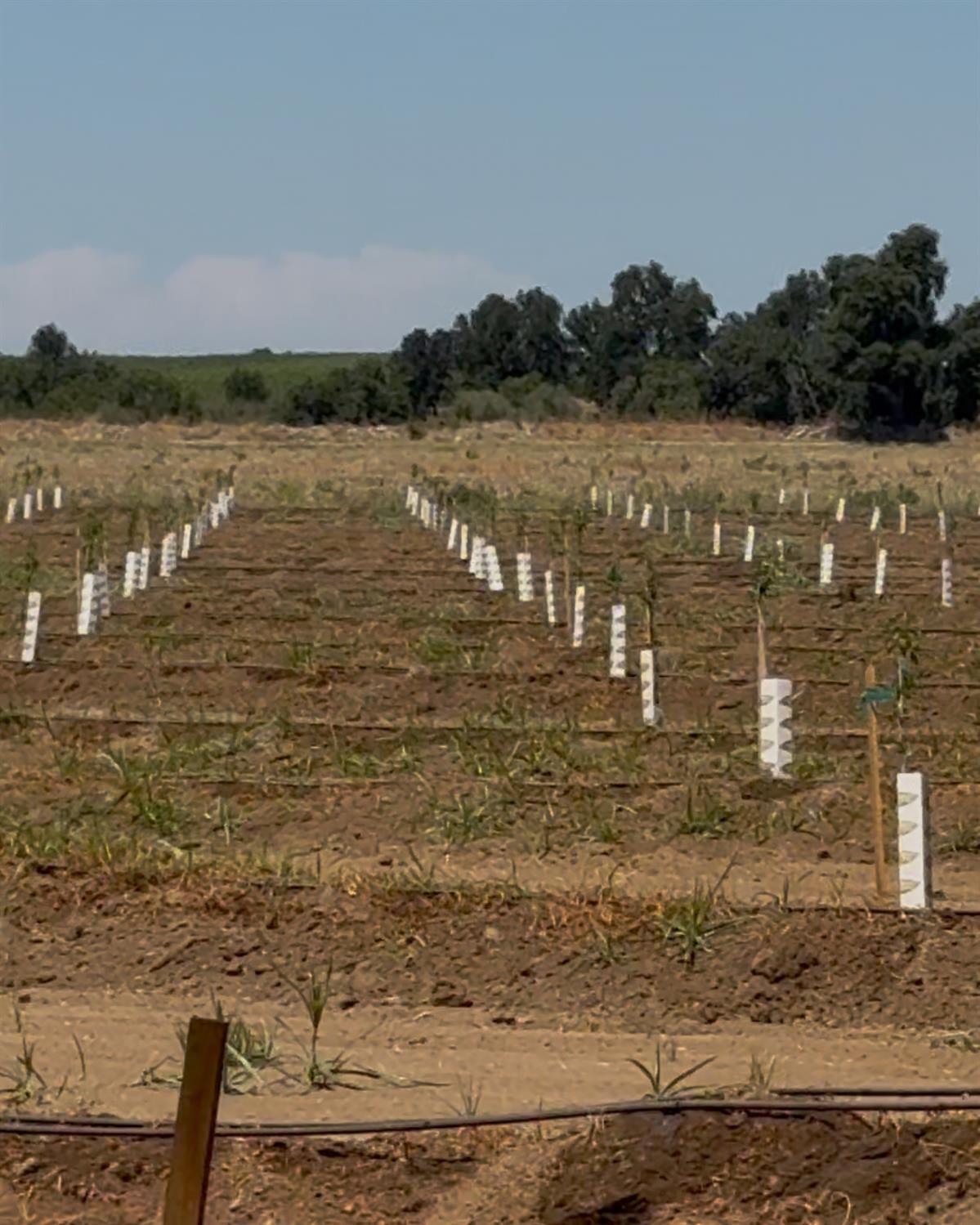 14255 Prouty Road Galt, CA 95632 - Photo 6 of 10