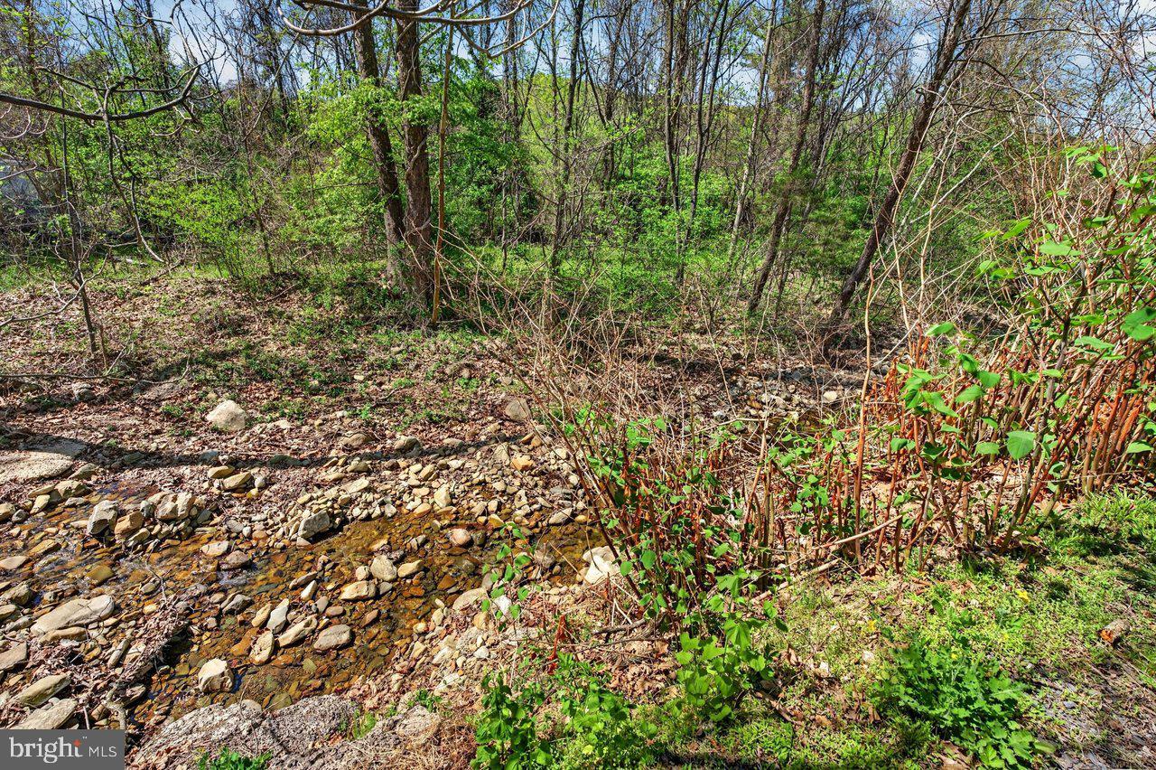 202 Lake Arrowhead Road Luray, VA 22835 - Photo 36 of 47 a view of a yard with plants and large trees