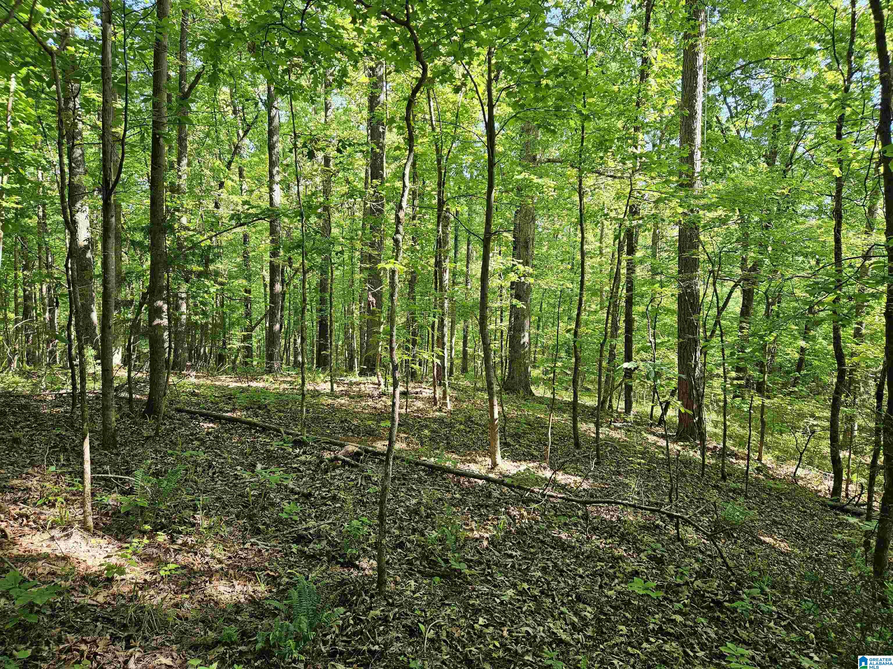 0 Mardis Lane Springville, AL 35146 - Photo 2 of 7