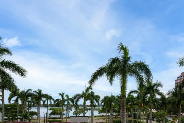 a view of three palm trees