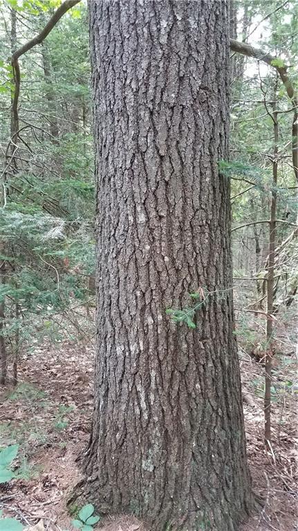 496 North Dixmont Road Troy, ME 04987 - Photo 32 of 35 Photo
