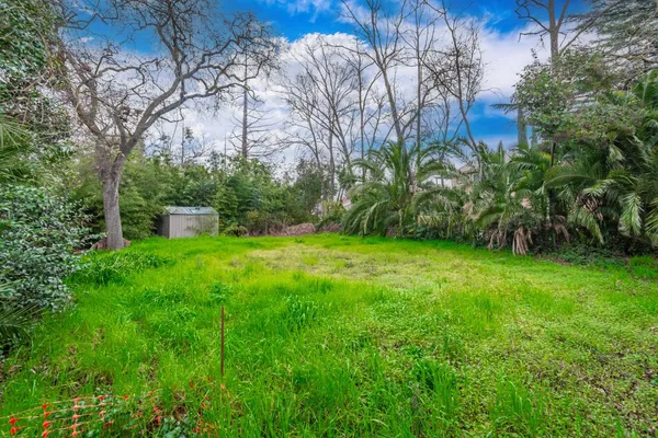 a view of a backyard with potted plants and large trees