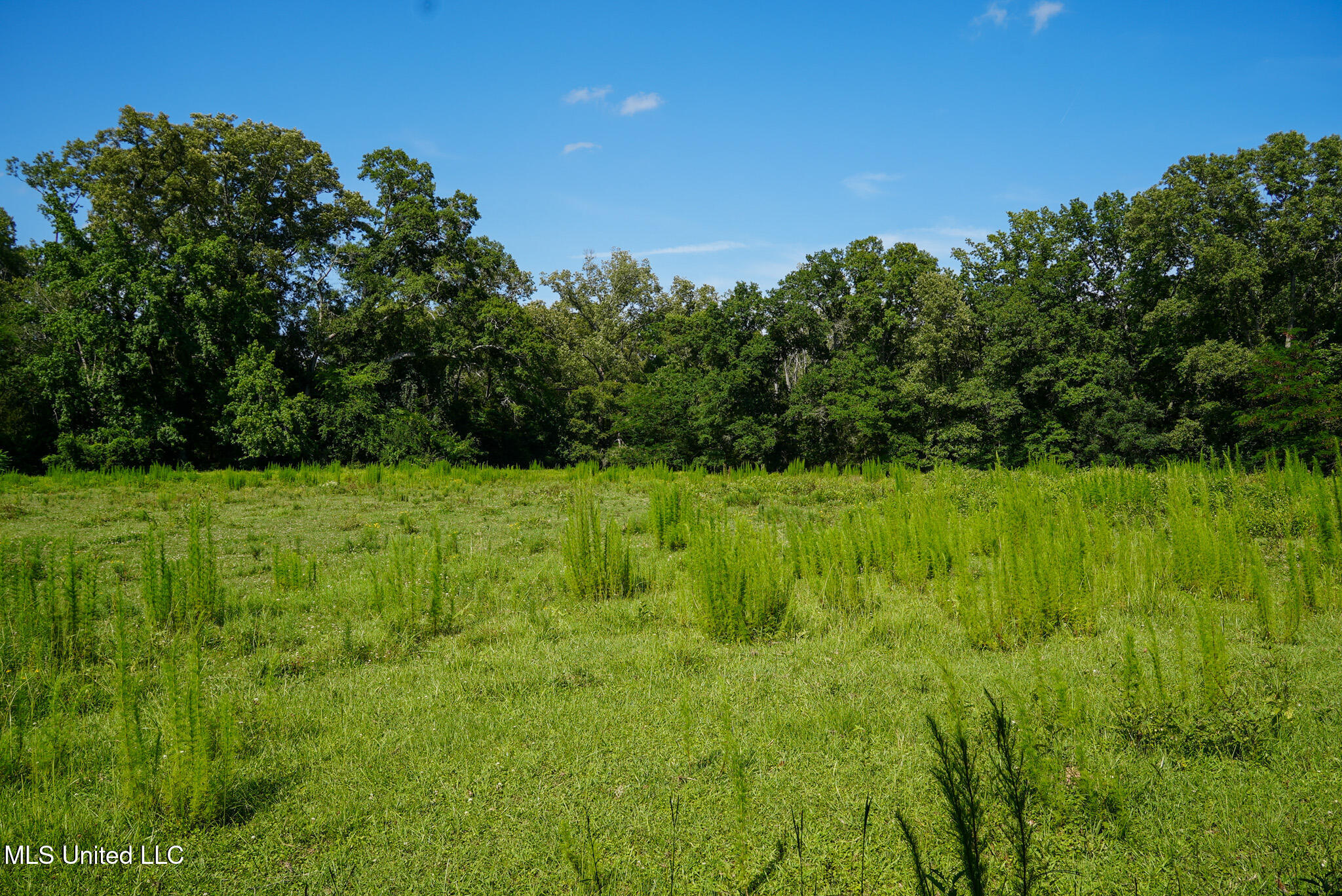 3084 Tom Collins Road Utica, MS 39175 - Photo 34 of 93 DSC01328