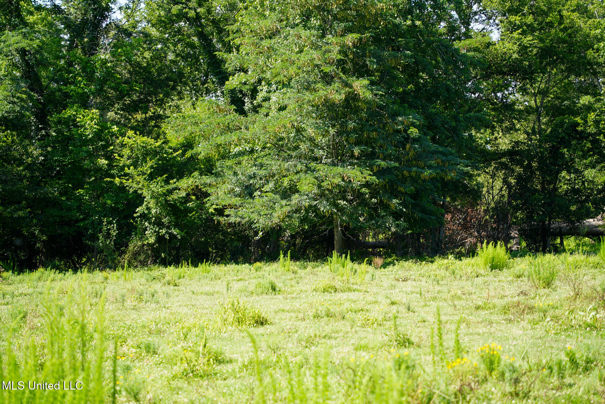 3084 Tom Collins Road Utica, MS 39175 - Photo 37 of 93 DSC01332