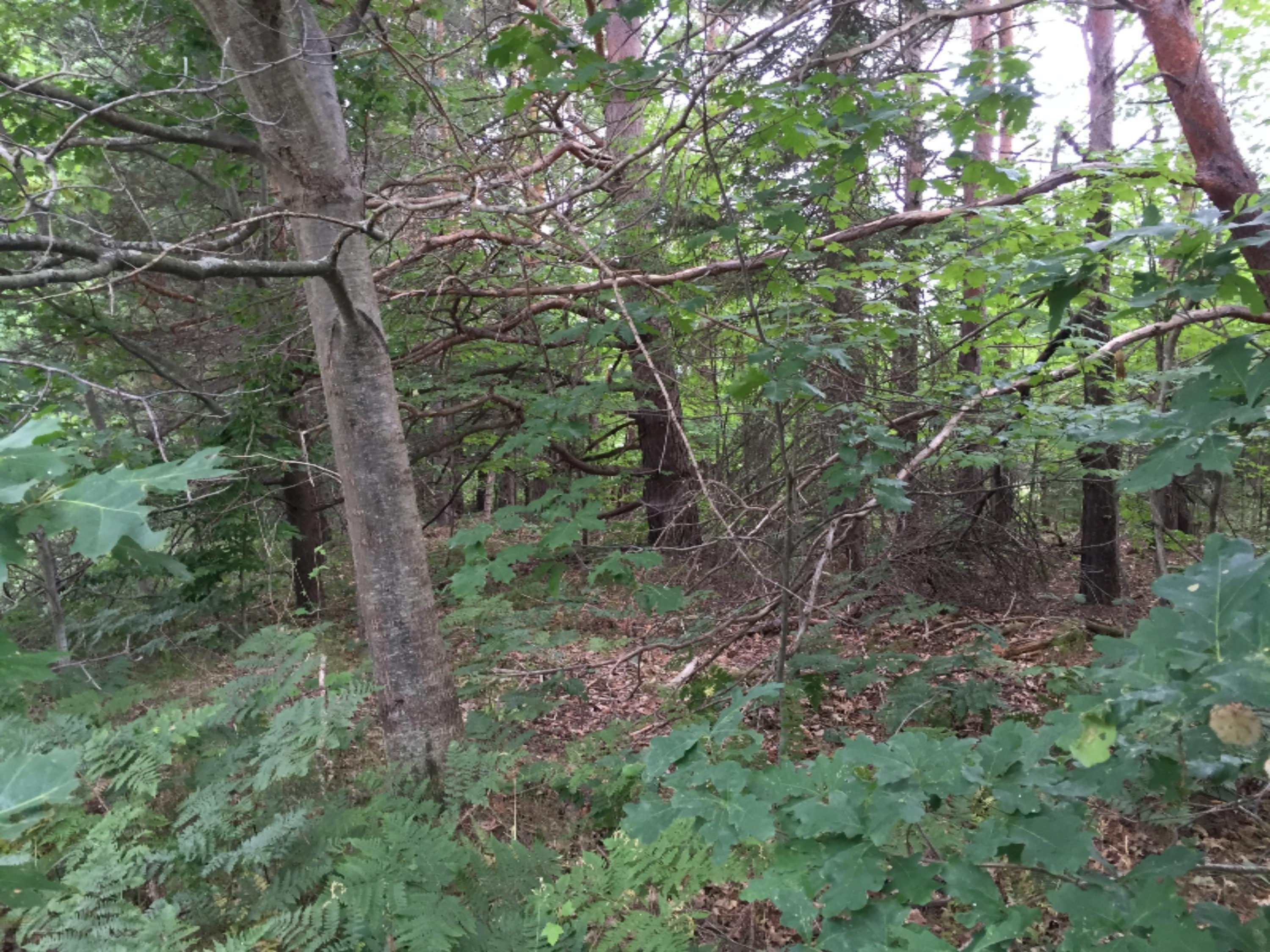 V/l Johnson Road Kaleva, MI 49645 - Photo 1 of 11 2016-07-08 001 1094