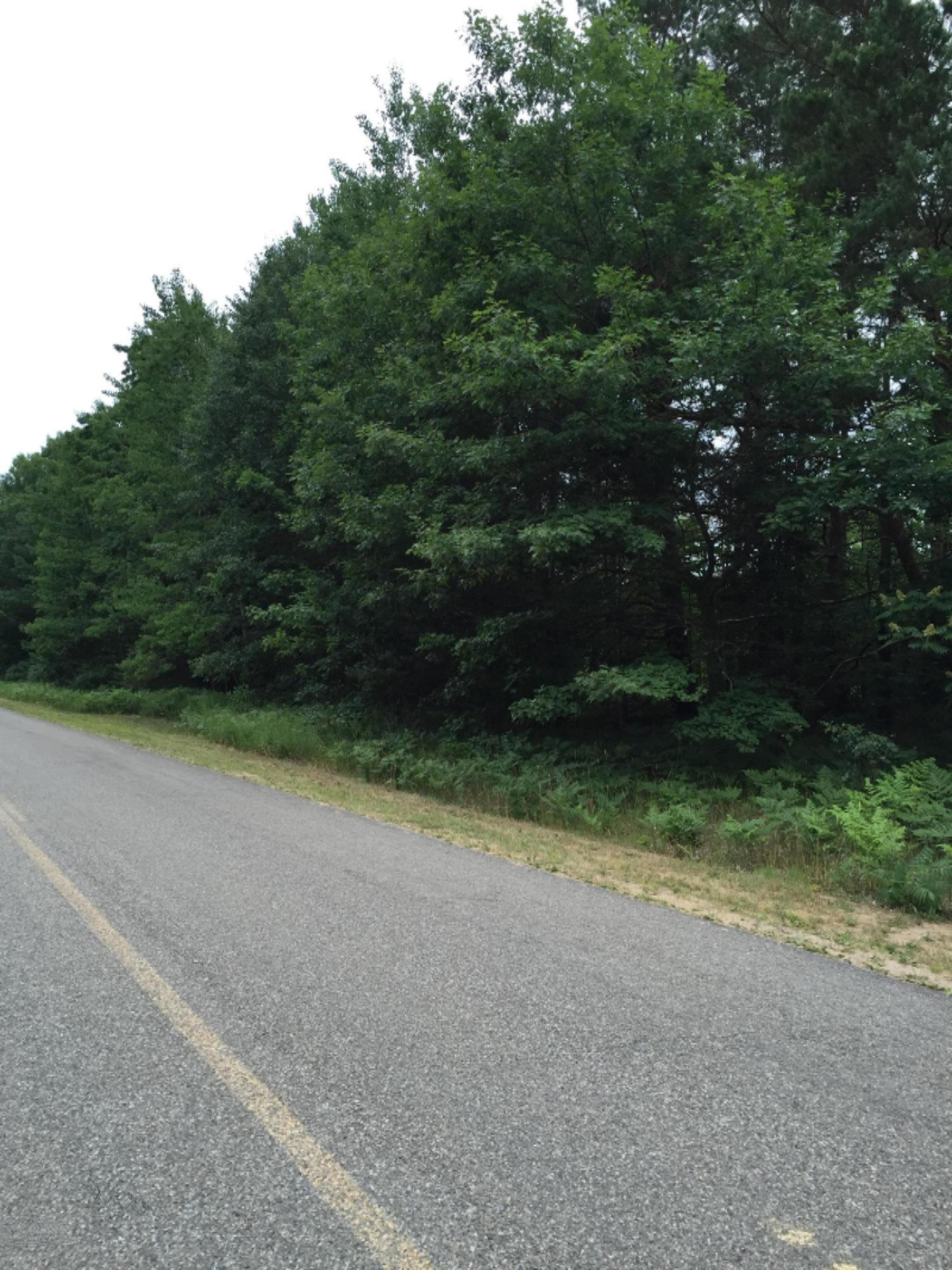 V/l Johnson Road Kaleva, MI 49645 - Photo 11 of 11 2016-07-08 001 1088