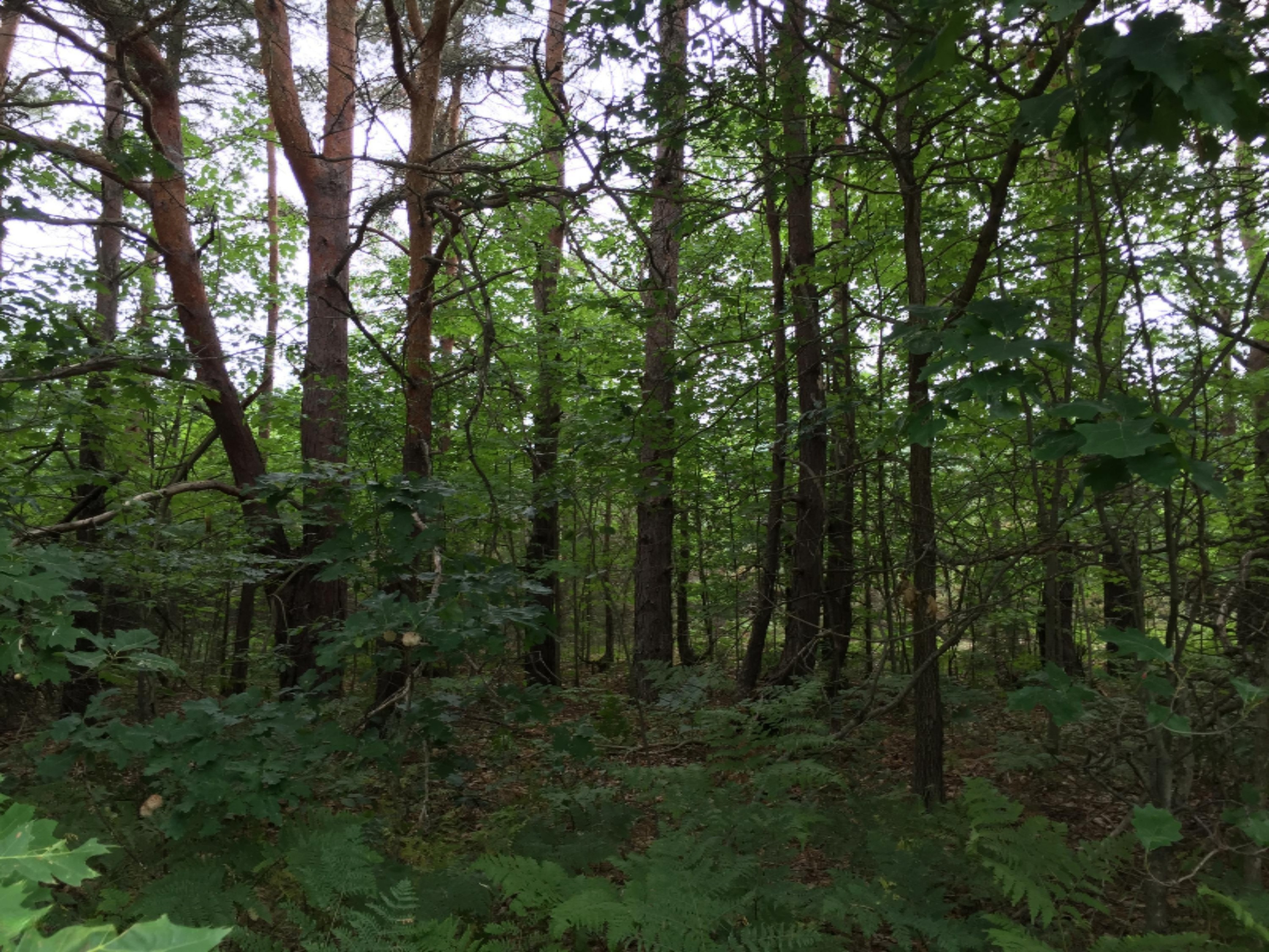 V/l Johnson Road Kaleva, MI 49645 - Photo 3 of 11 2016-07-08 001 1093