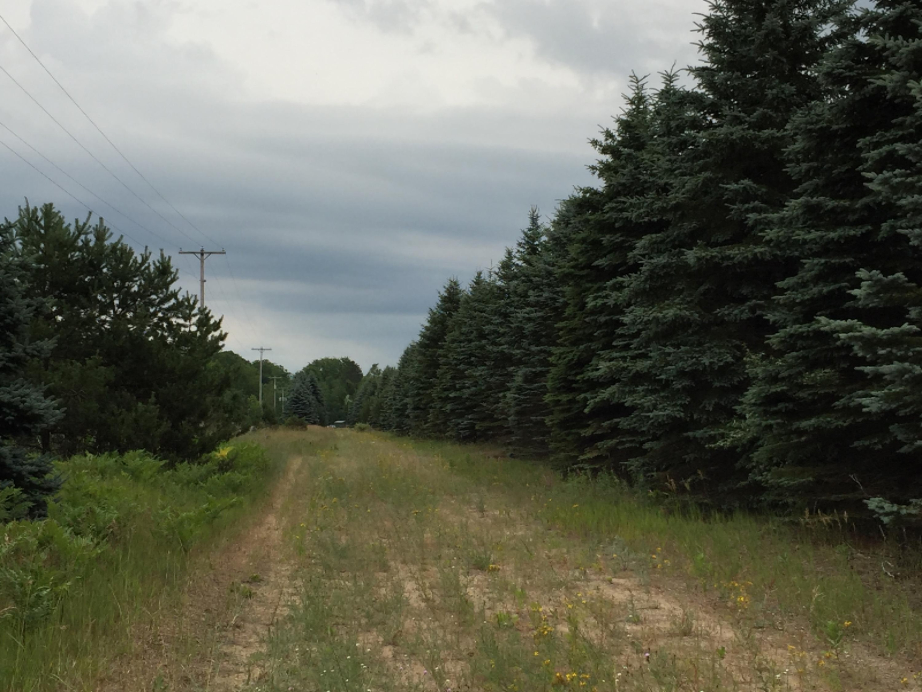 V/l Johnson Road Kaleva, MI 49645 - Photo 6 of 11 2016-07-08 001 1098