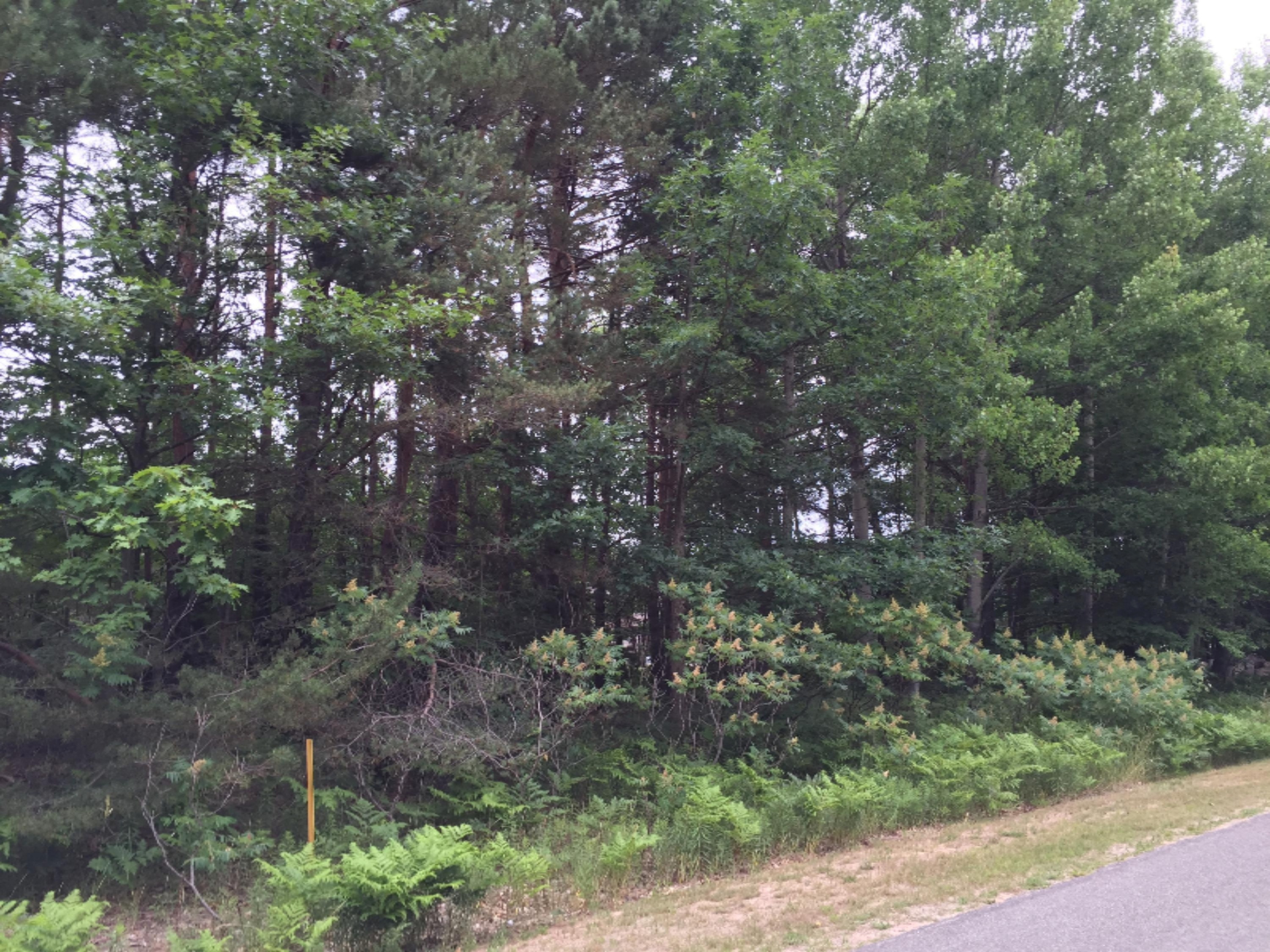 V/l Johnson Road Kaleva, MI 49645 - Photo 7 of 11 2016-07-08 001 1091