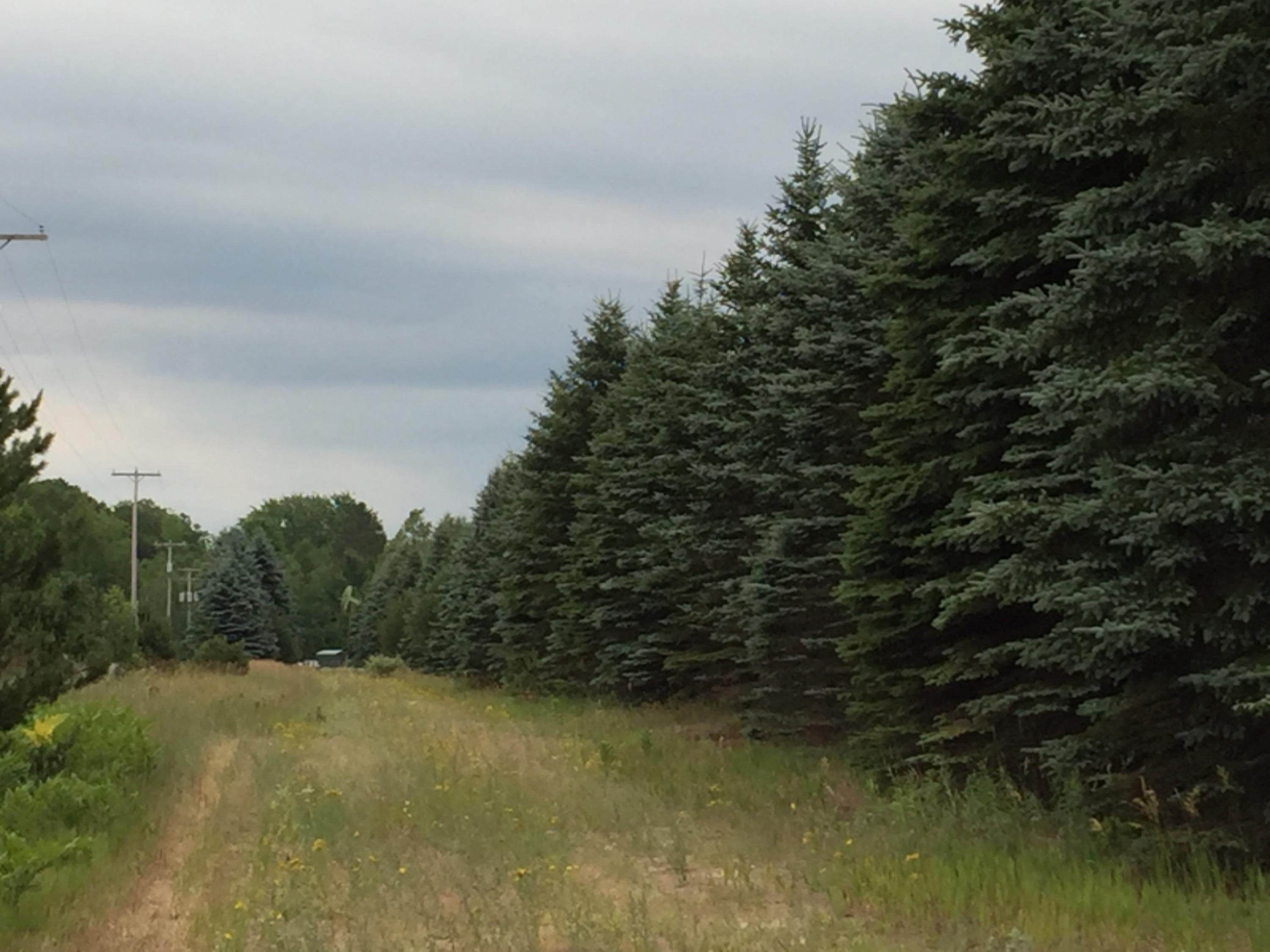 V/l Johnson Road Kaleva, MI 49645 - Photo 8 of 11 2016-07-08 001 1099