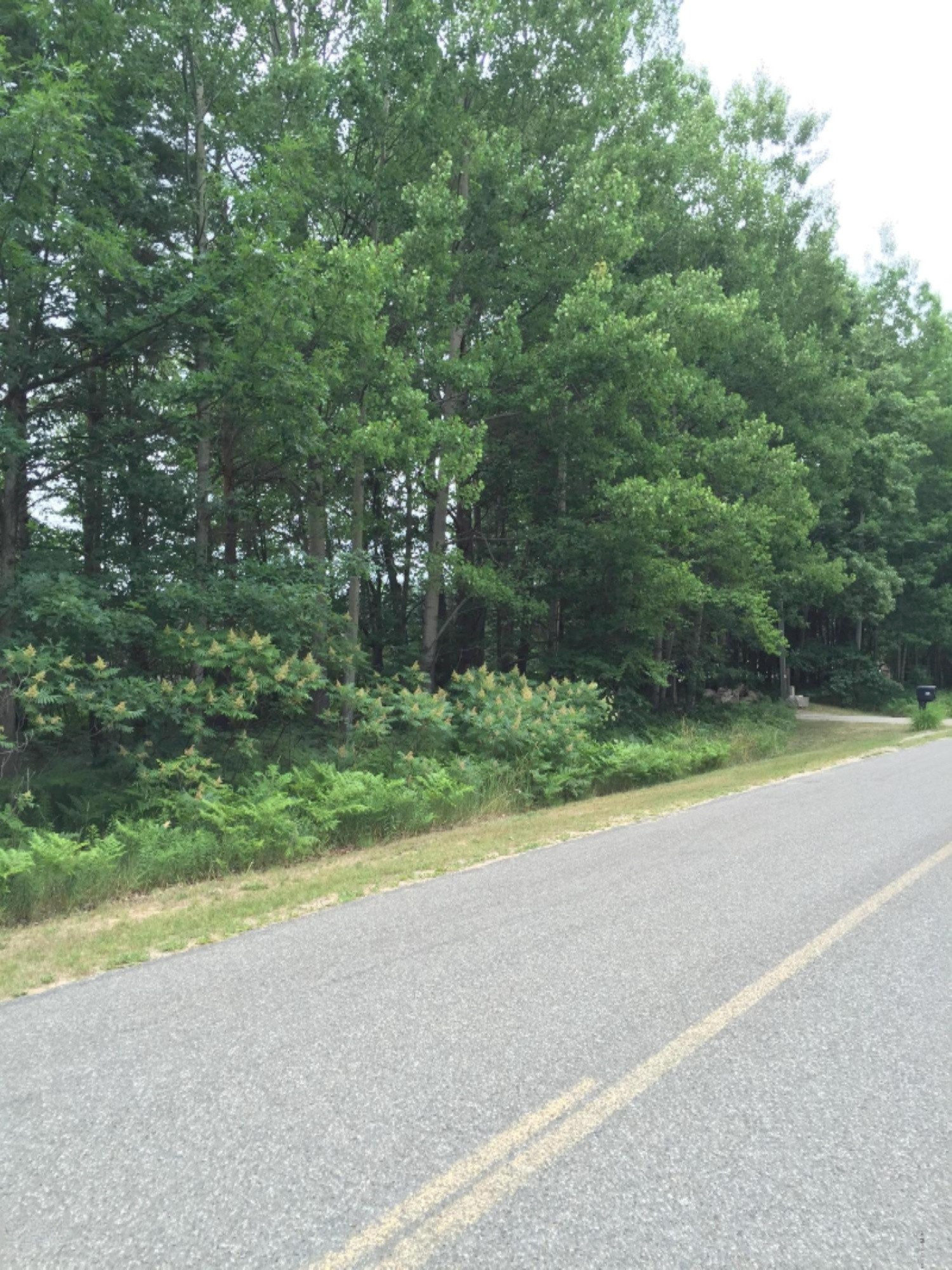 V/l Johnson Road Kaleva, MI 49645 - Photo 10 of 11 2016-07-08 001 1087