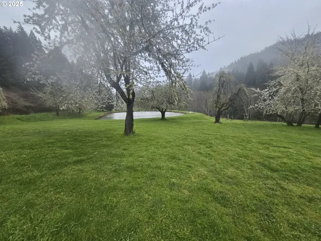 a view of a field with a tree