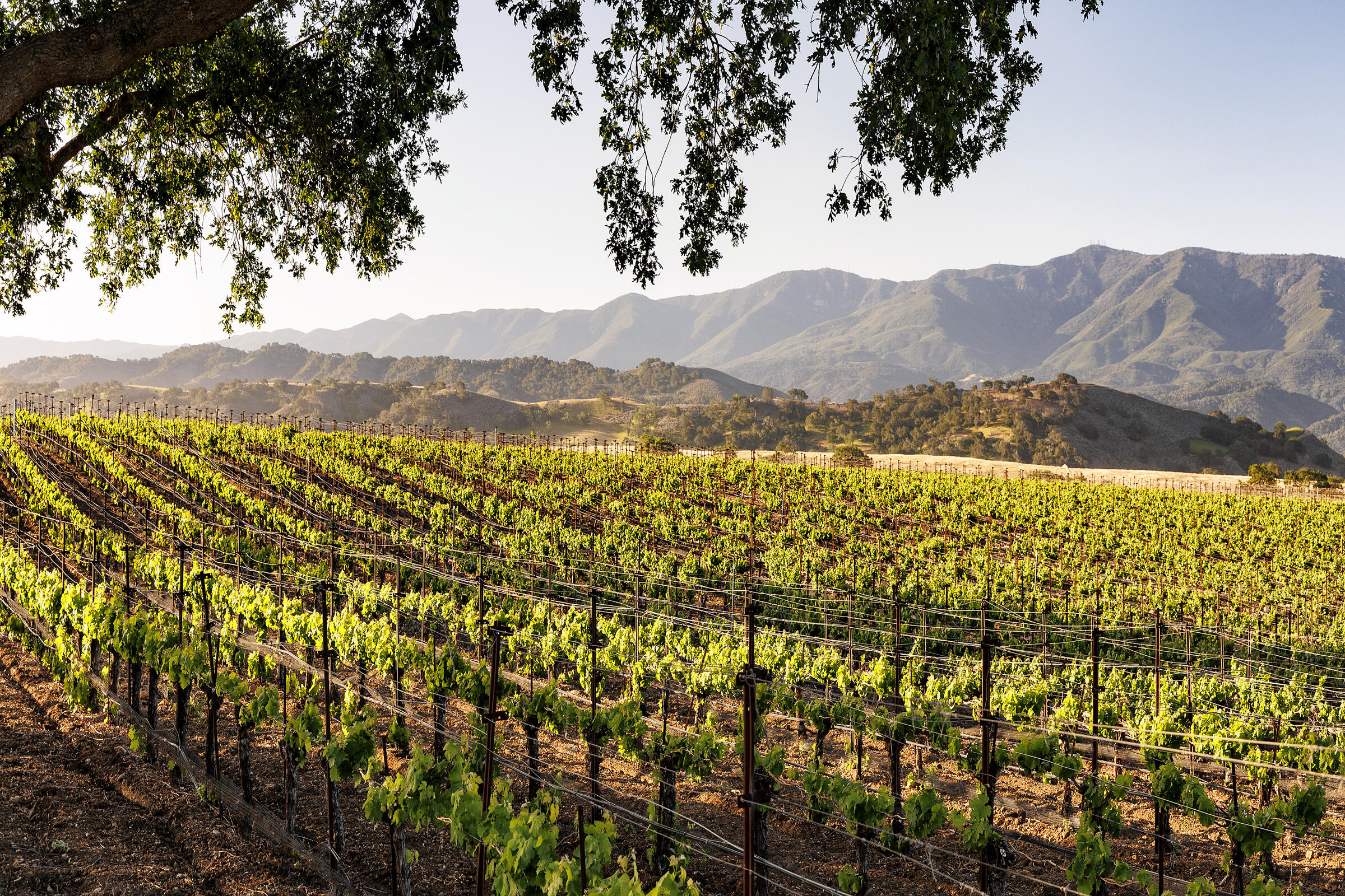 1620 Westerly Road Santa Ynez, CA 93460 - Photo 37 of 41 Vineyard