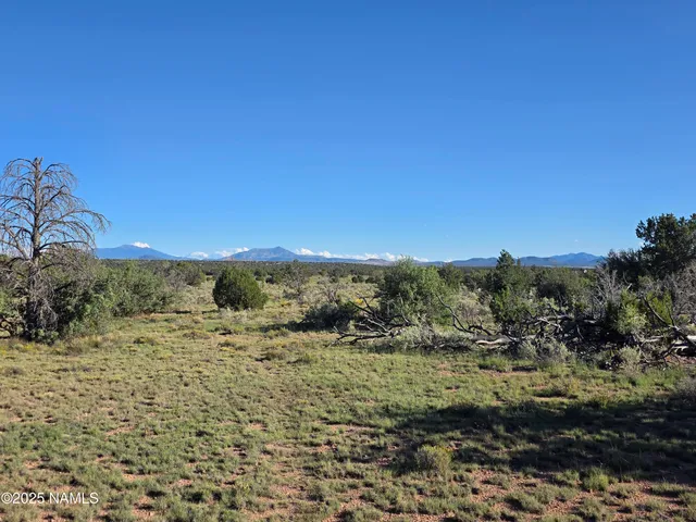 a view of a dry yard with trees in the background