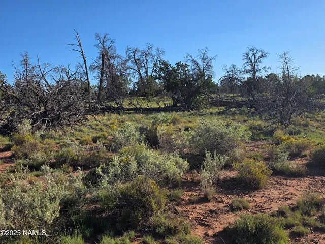 a view of a bunch of trees in a field