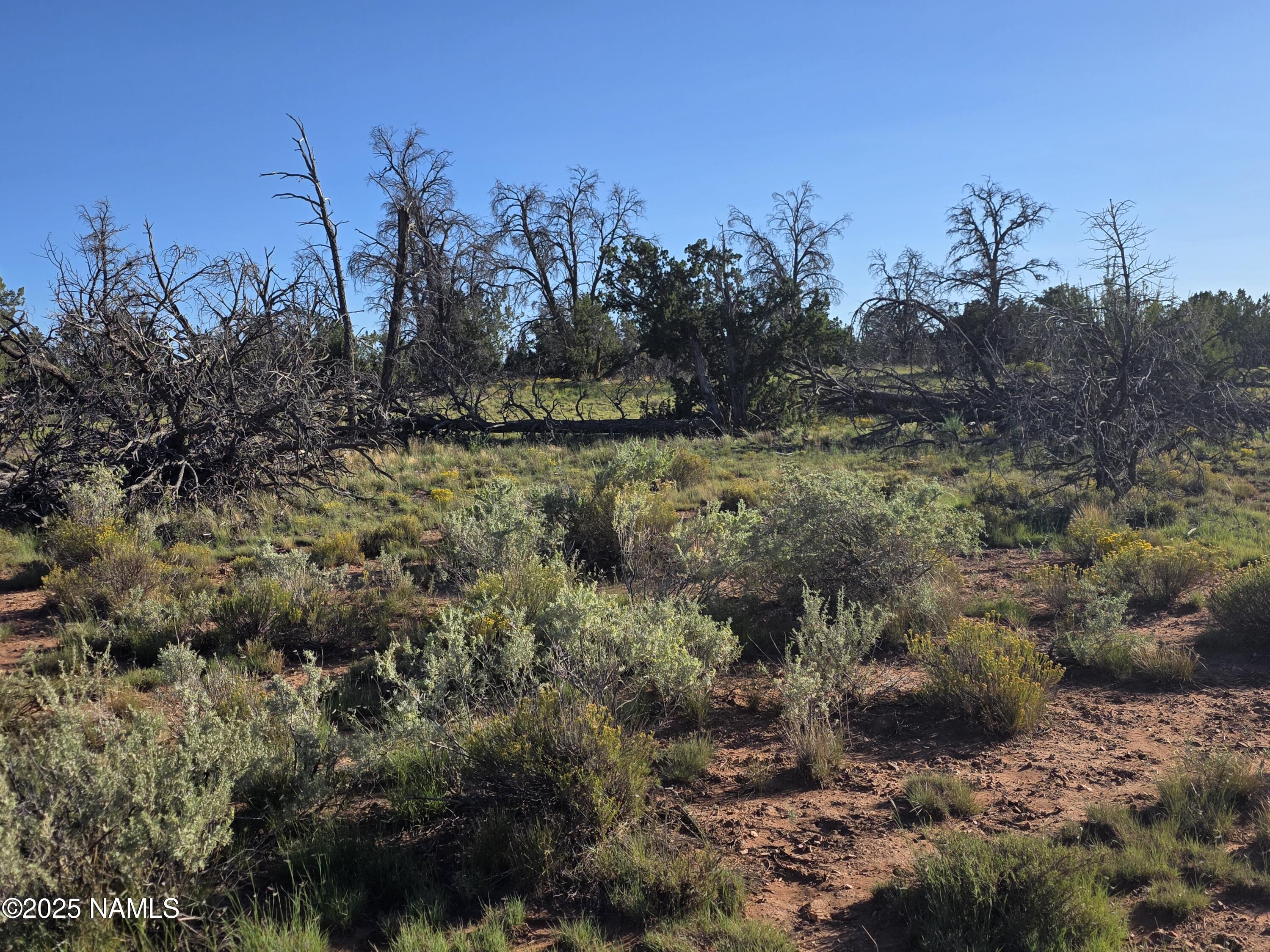 10072 Red Butte Road Williams, AZ 86046 - Photo 17 of 20 a view of a yard with trees