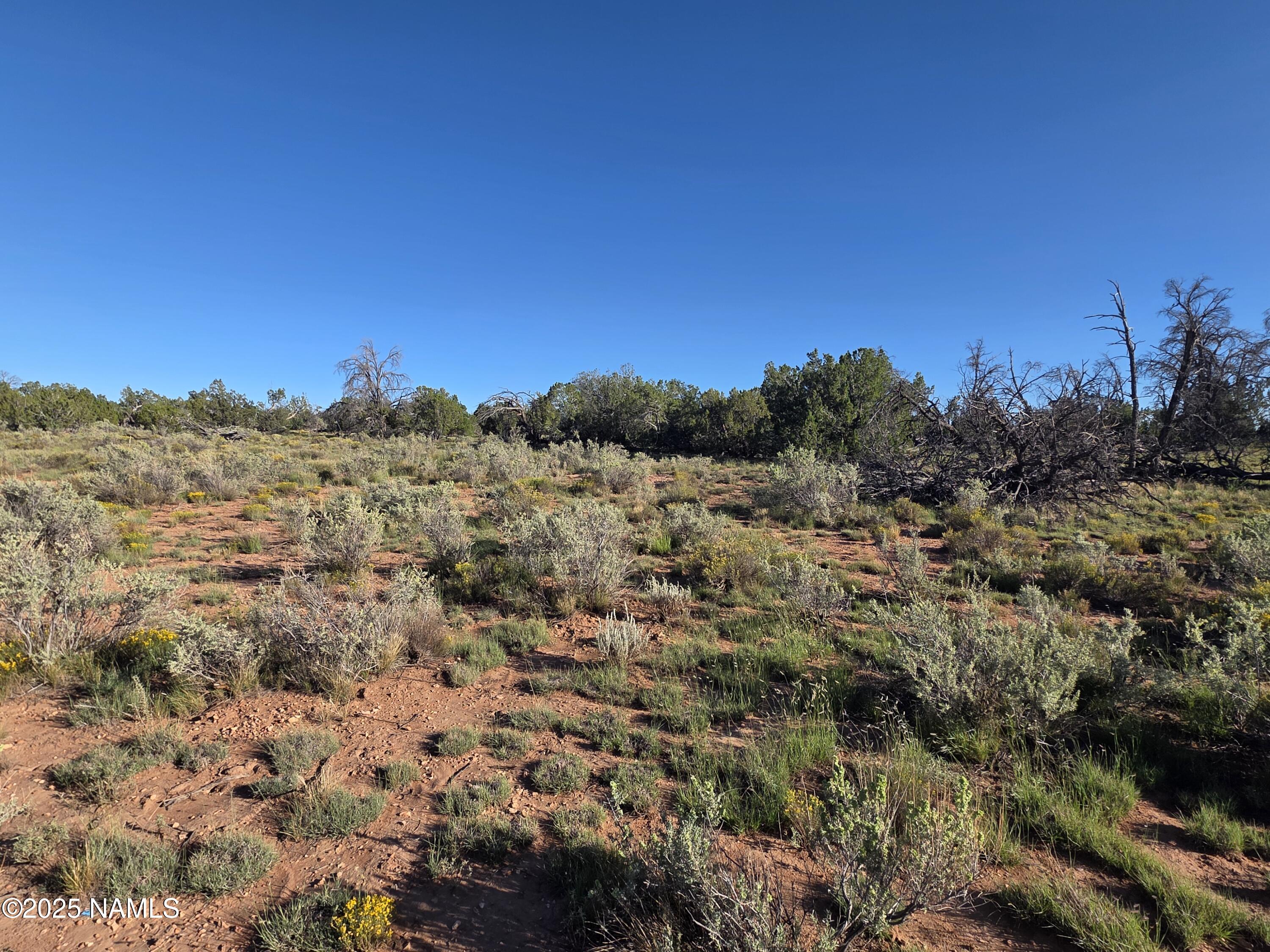 10072 Red Butte Road Williams, AZ 86046 - Photo 19 of 20 a view of a bunch of trees in a field
