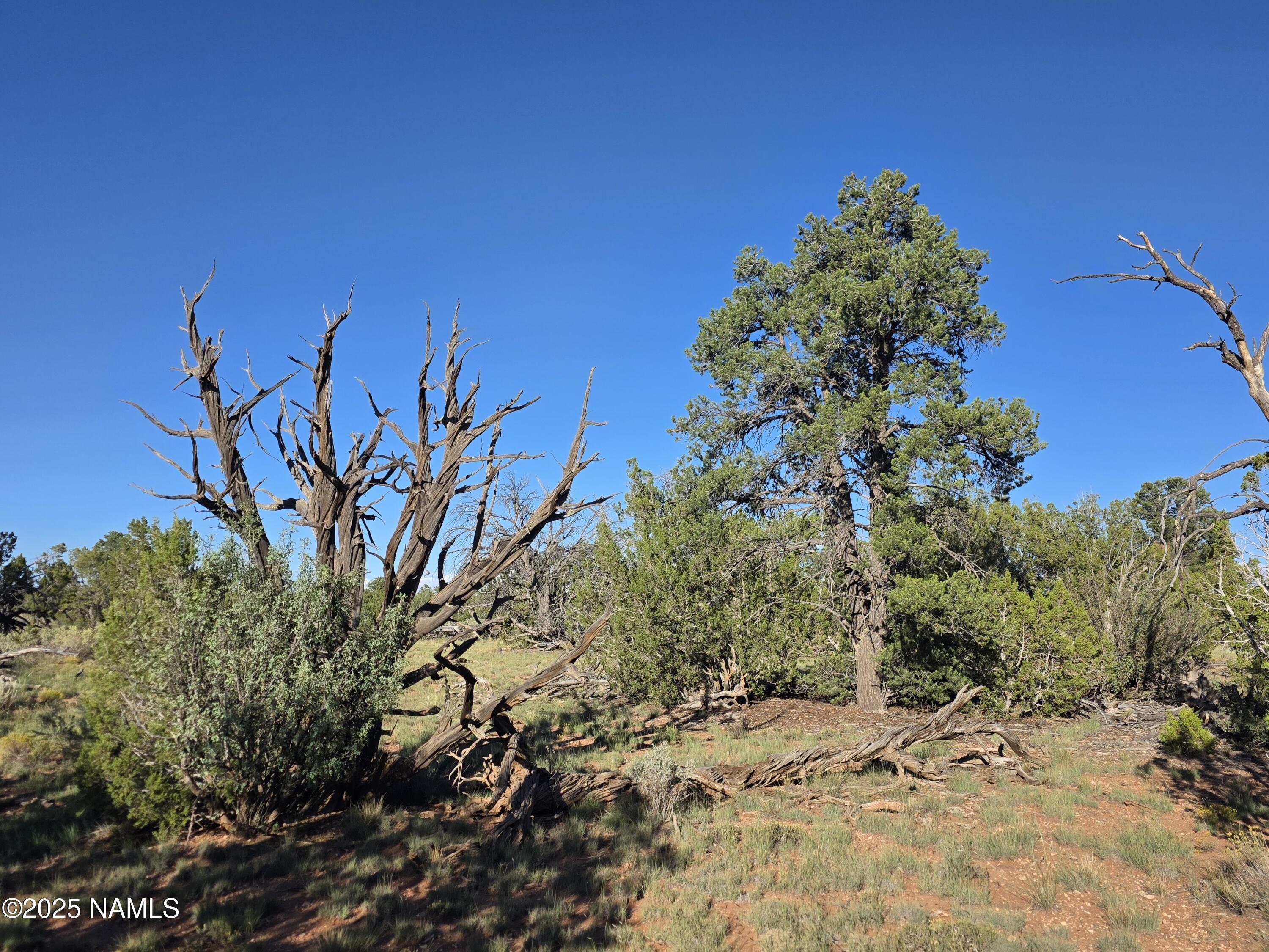 10072 Red Butte Road Williams, AZ 86046 - Photo 3 of 20
