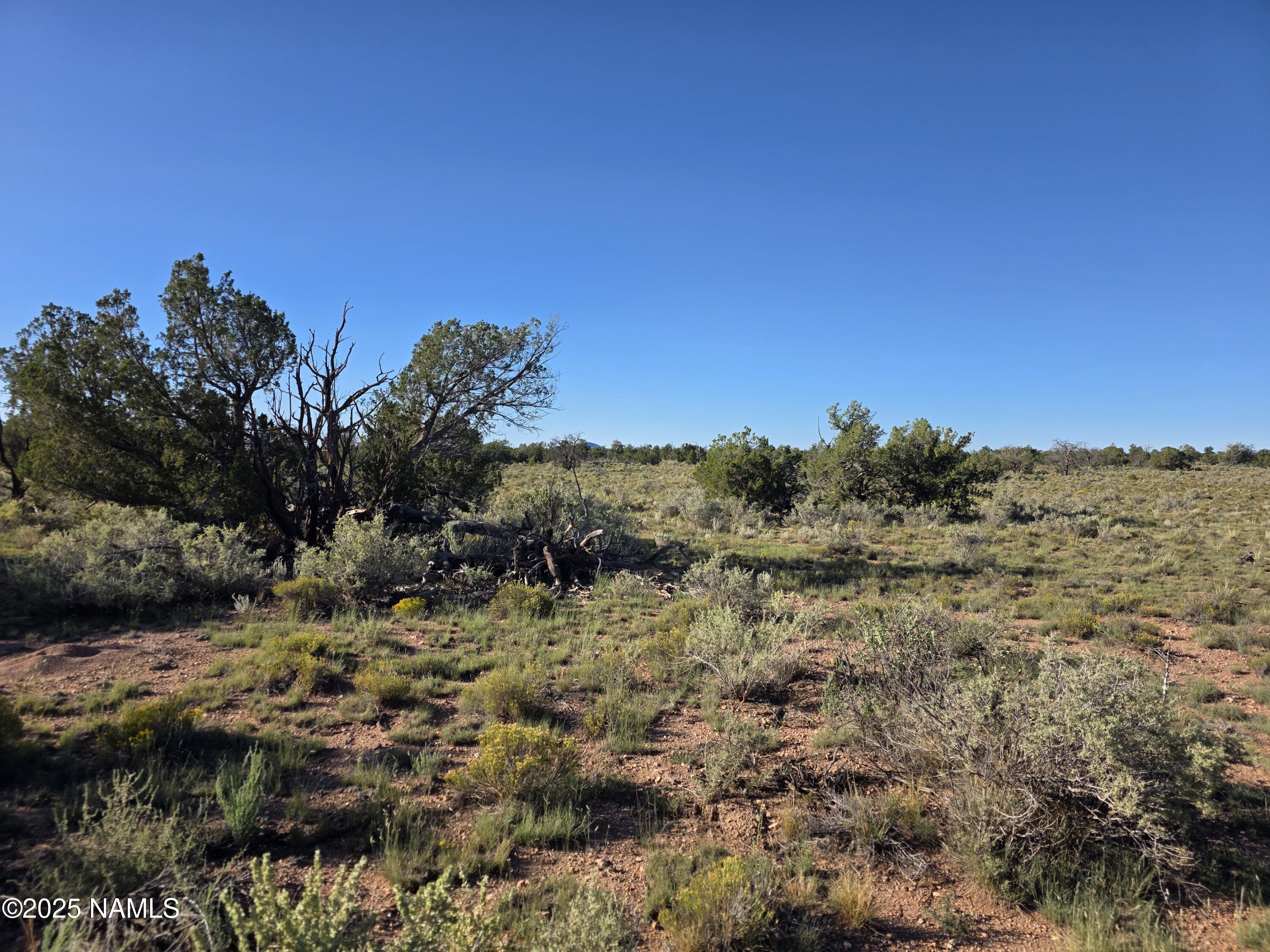 10072 Red Butte Road Williams, AZ 86046 - Photo 4 of 20 a view of a yard with a tree