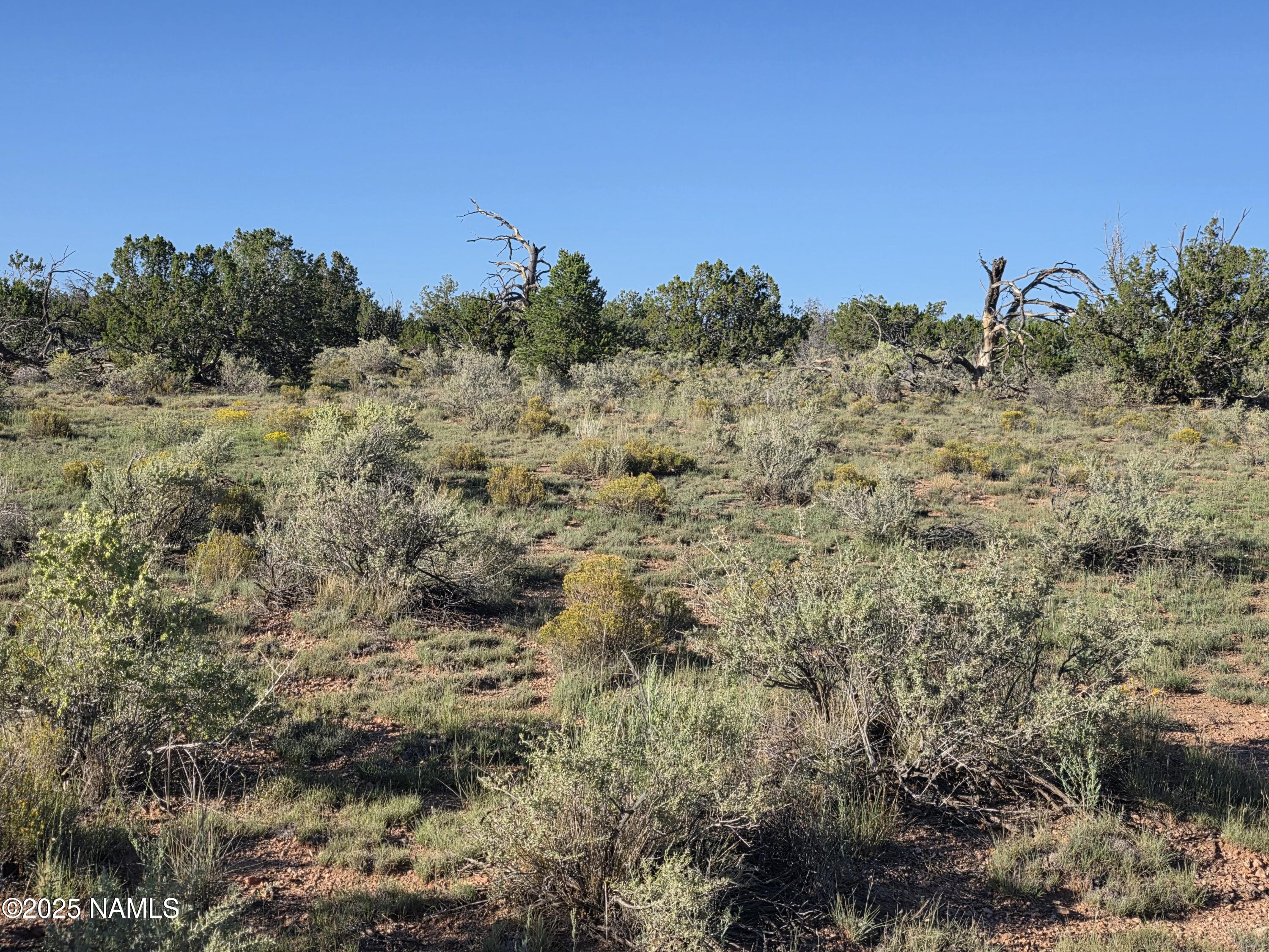 10072 Red Butte Road Williams, AZ 86046 - Photo 10 of 20 a view of a field with a tree in the background