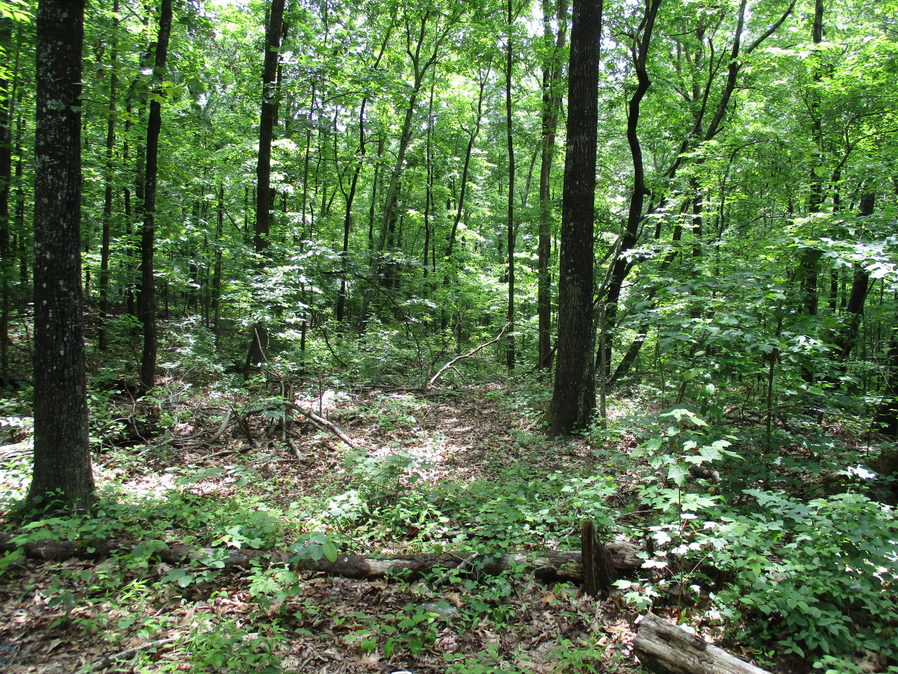 0 South Bluffs Road, Unit LOTS #32/33 Guild, TN 37340 - Photo 11 of 21 IMG_1187