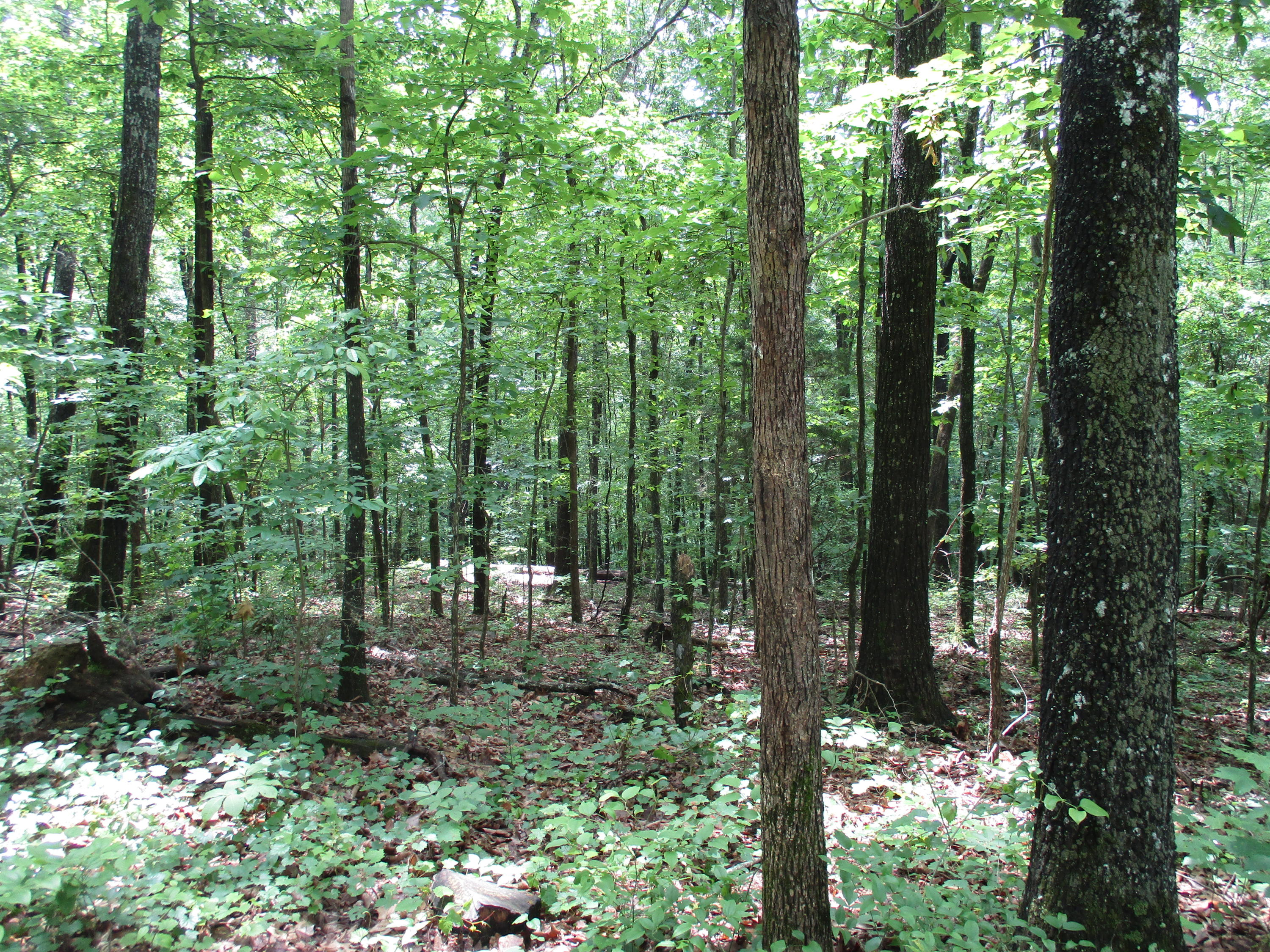 0 South Bluffs Road, Unit LOTS #32/33 Guild, TN 37340 - Photo 14 of 21 IMG_1190