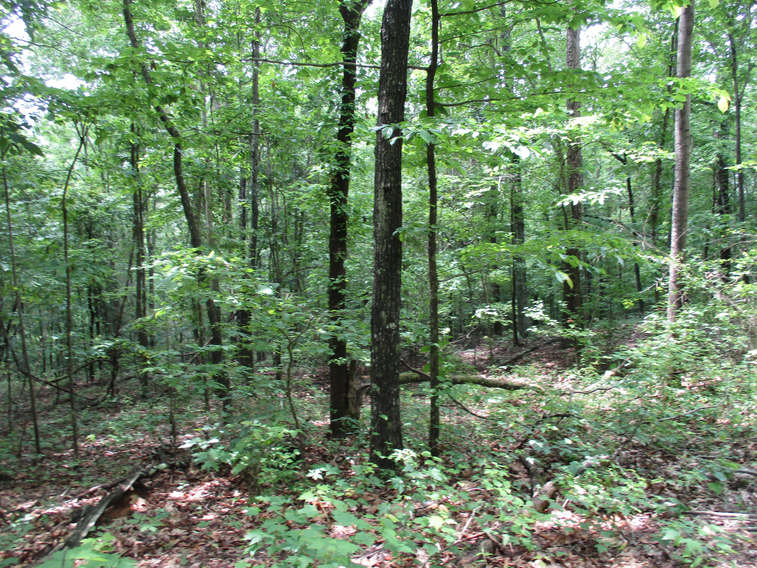 0 South Bluffs Road, Unit LOTS #32/33 Guild, TN 37340 - Photo 15 of 21 IMG_1191