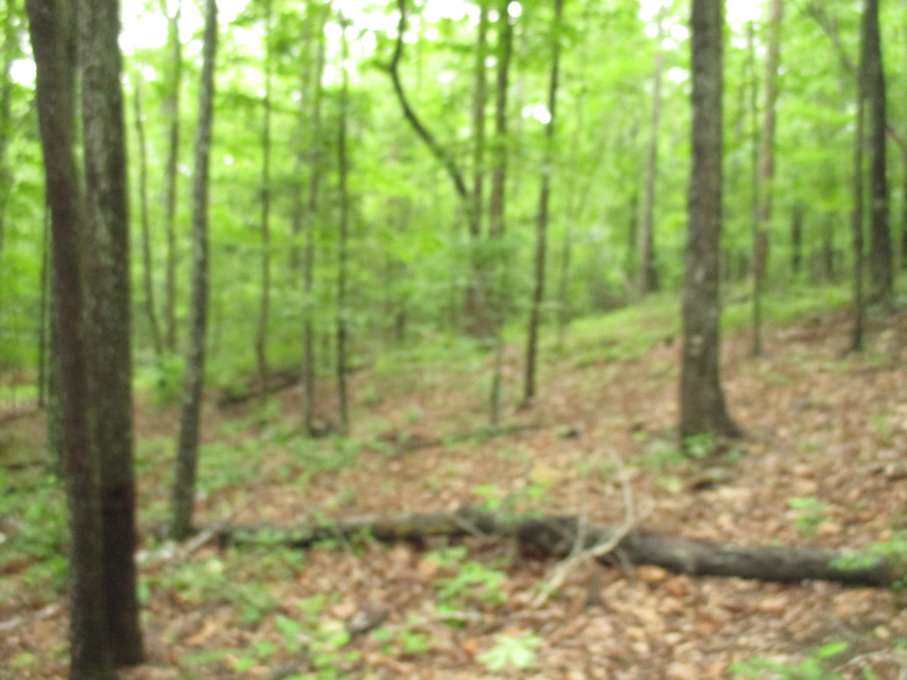 0 South Bluffs Road, Unit LOTS #32/33 Guild, TN 37340 - Photo 19 of 21 IMG_1196