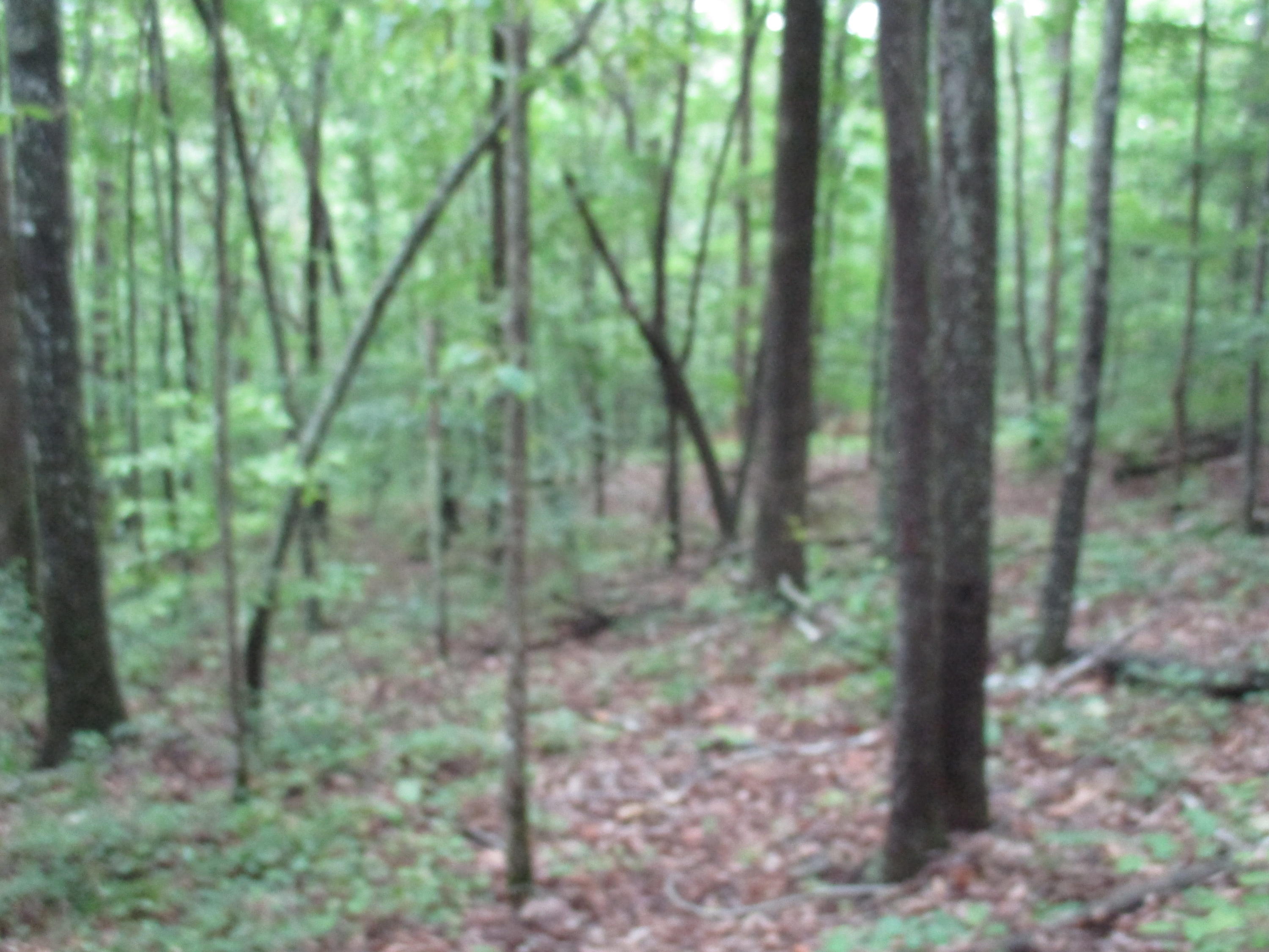 0 South Bluffs Road, Unit LOTS #32/33 Guild, TN 37340 - Photo 20 of 21 IMG_1197