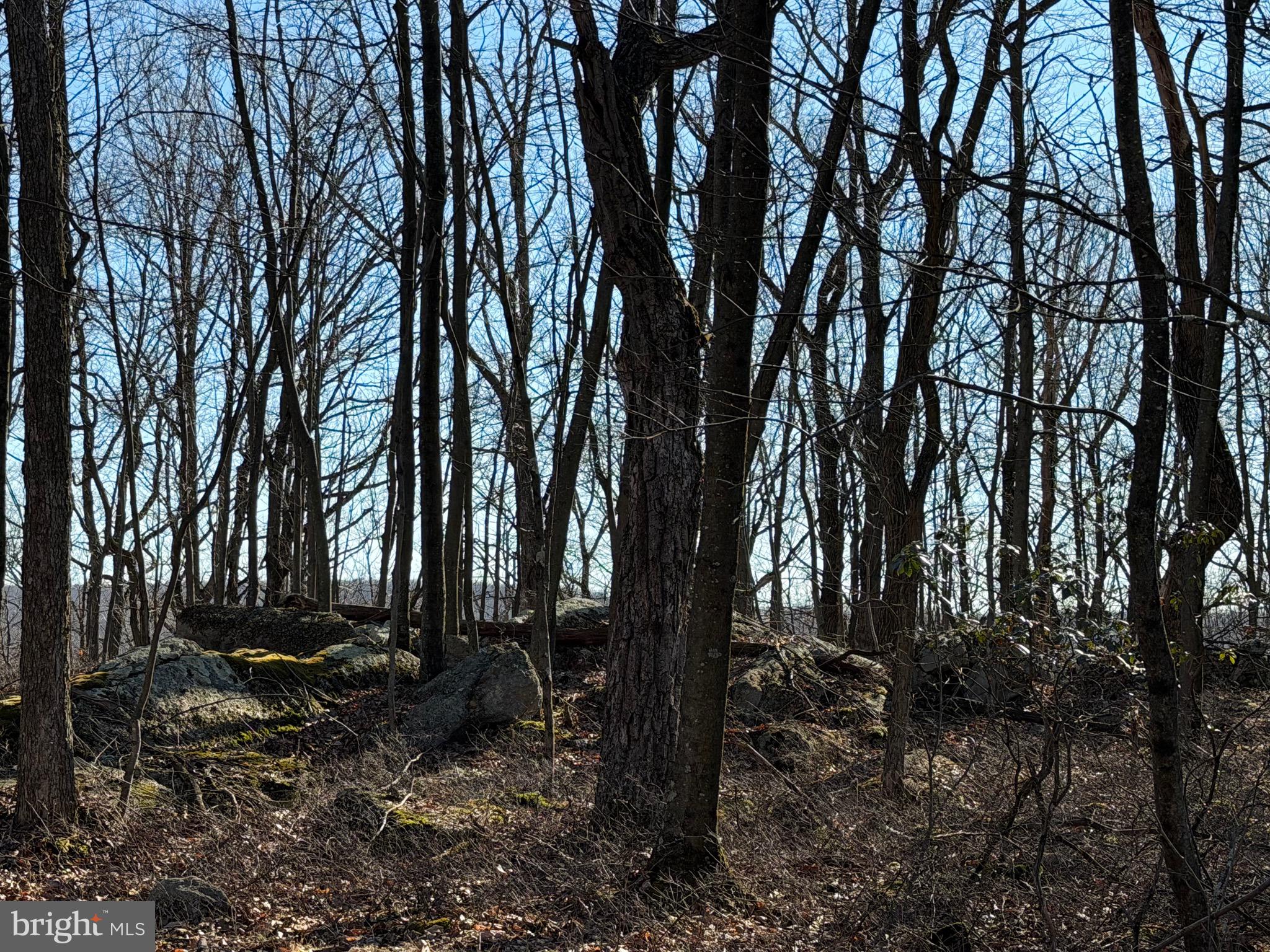 0 South Spring Mountain Drive Zion Grove, PA 17985 - Photo 2 of 3 a view of outdoor space with lots of trees