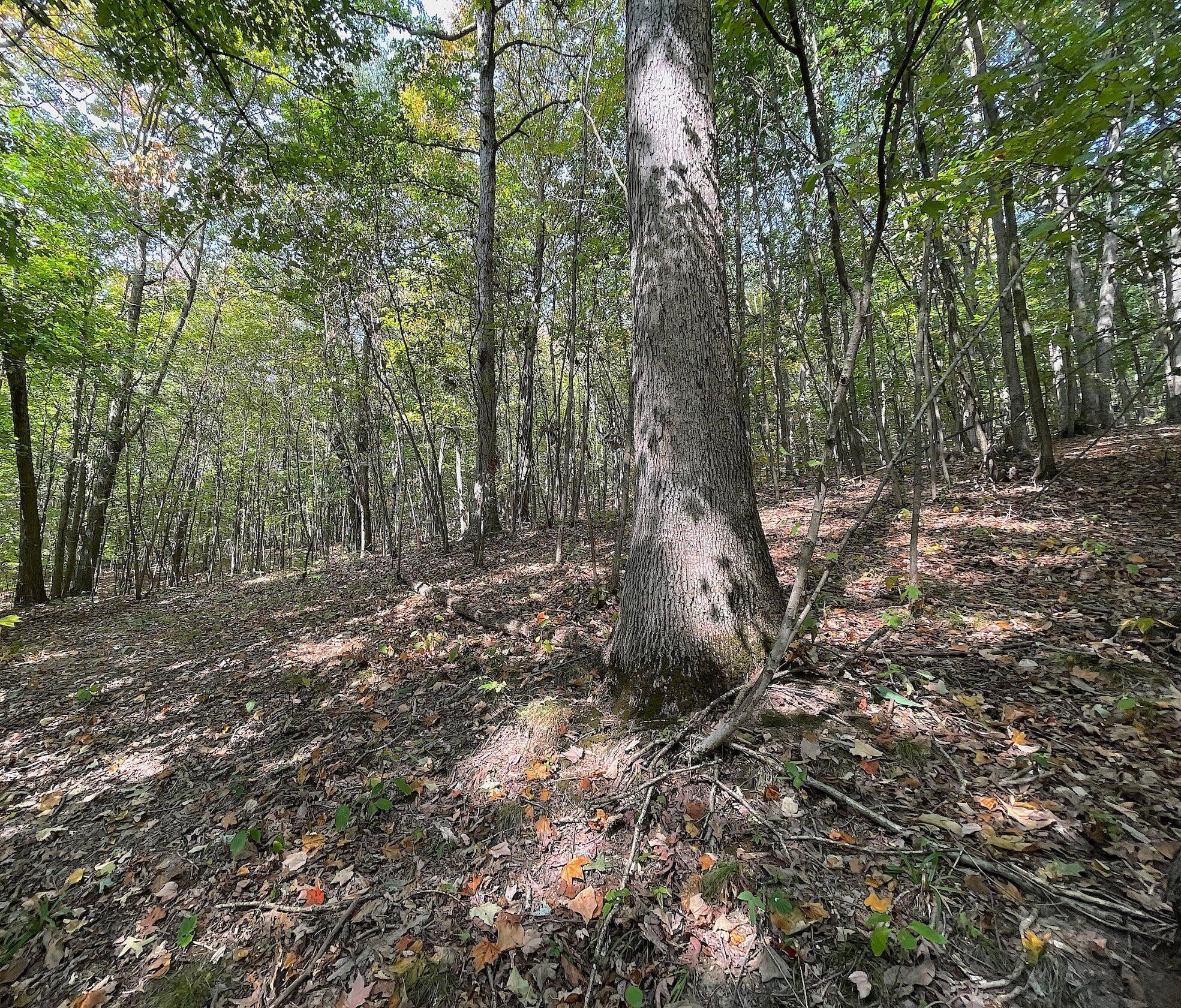 0 Porter Run Road Frankfort, OH 45628 - Photo 28 of 51 IMG_3244