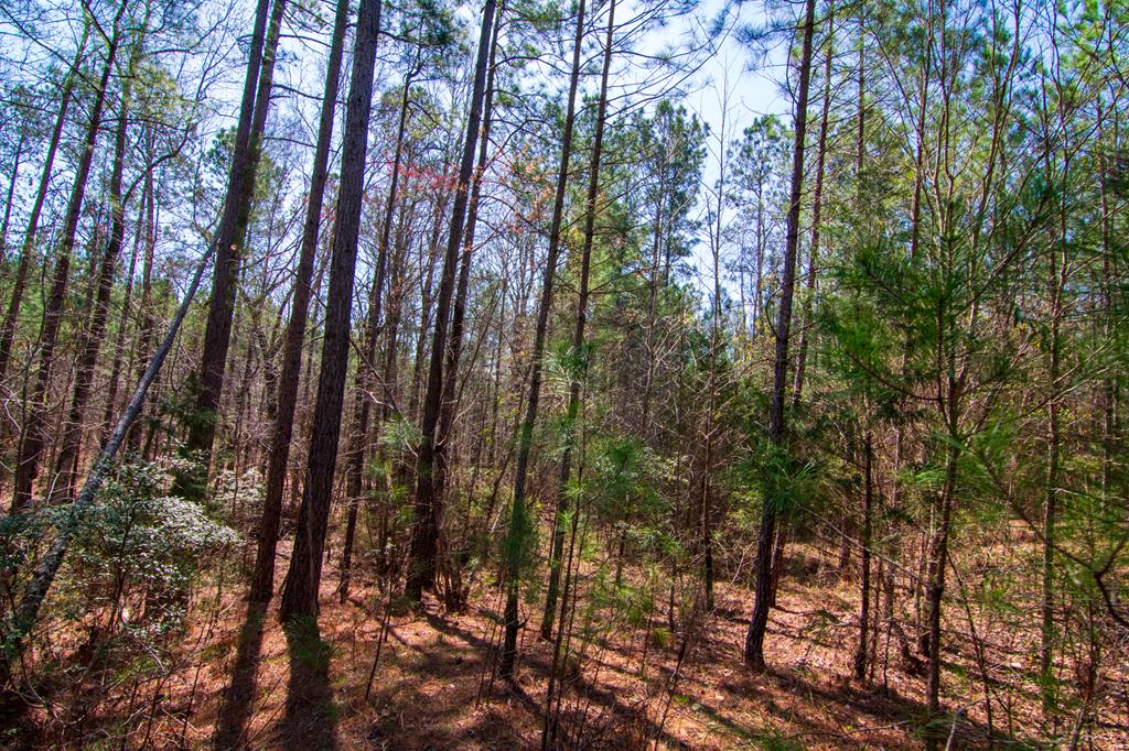 0 Taylor Road Ellerslie, GA 31807 - Photo 1 of 4 Main View