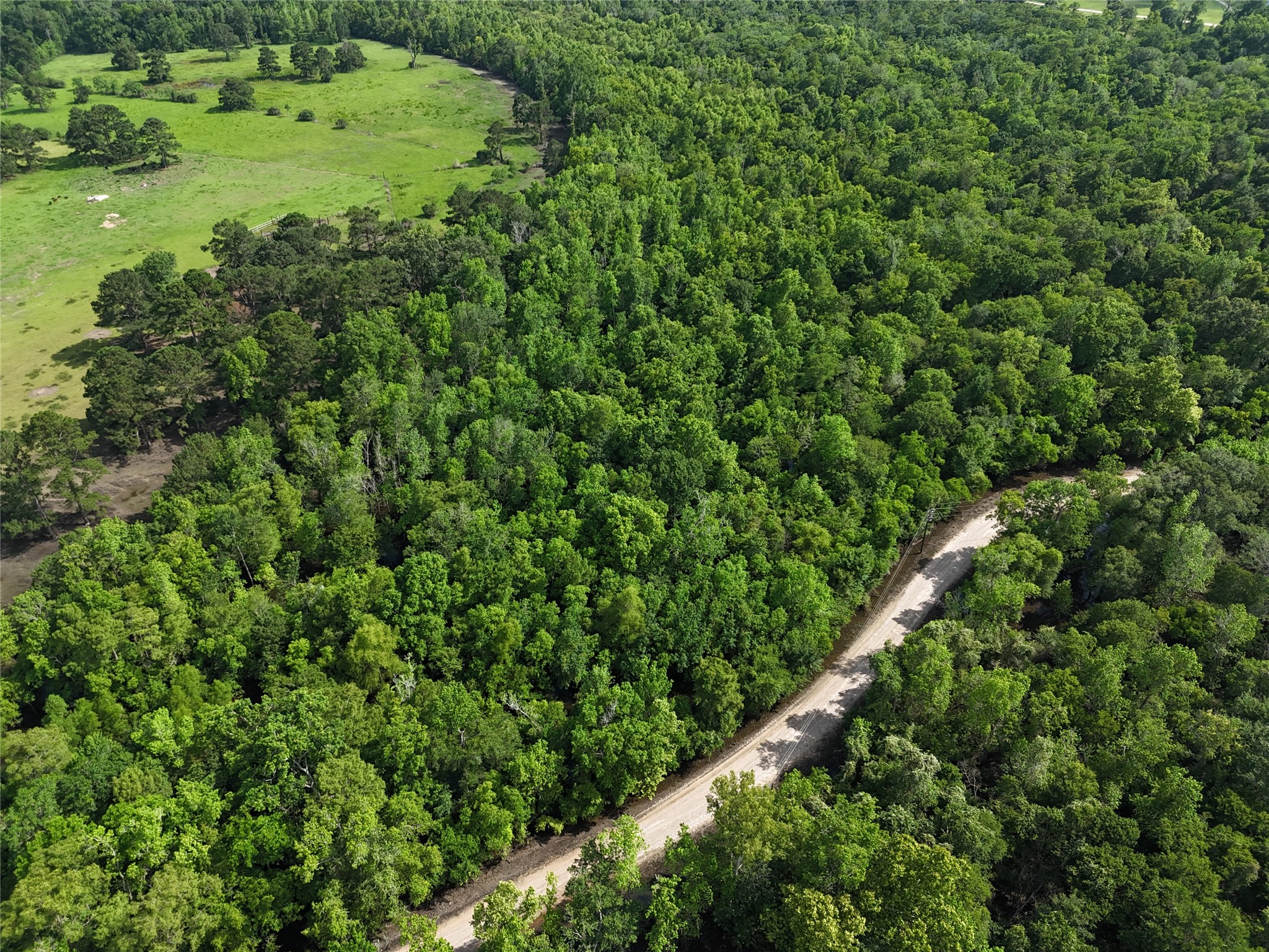 149 County Road 149 Liberty, TX 77575 - Photo 4 of 9 a view of a lush green forest with a park