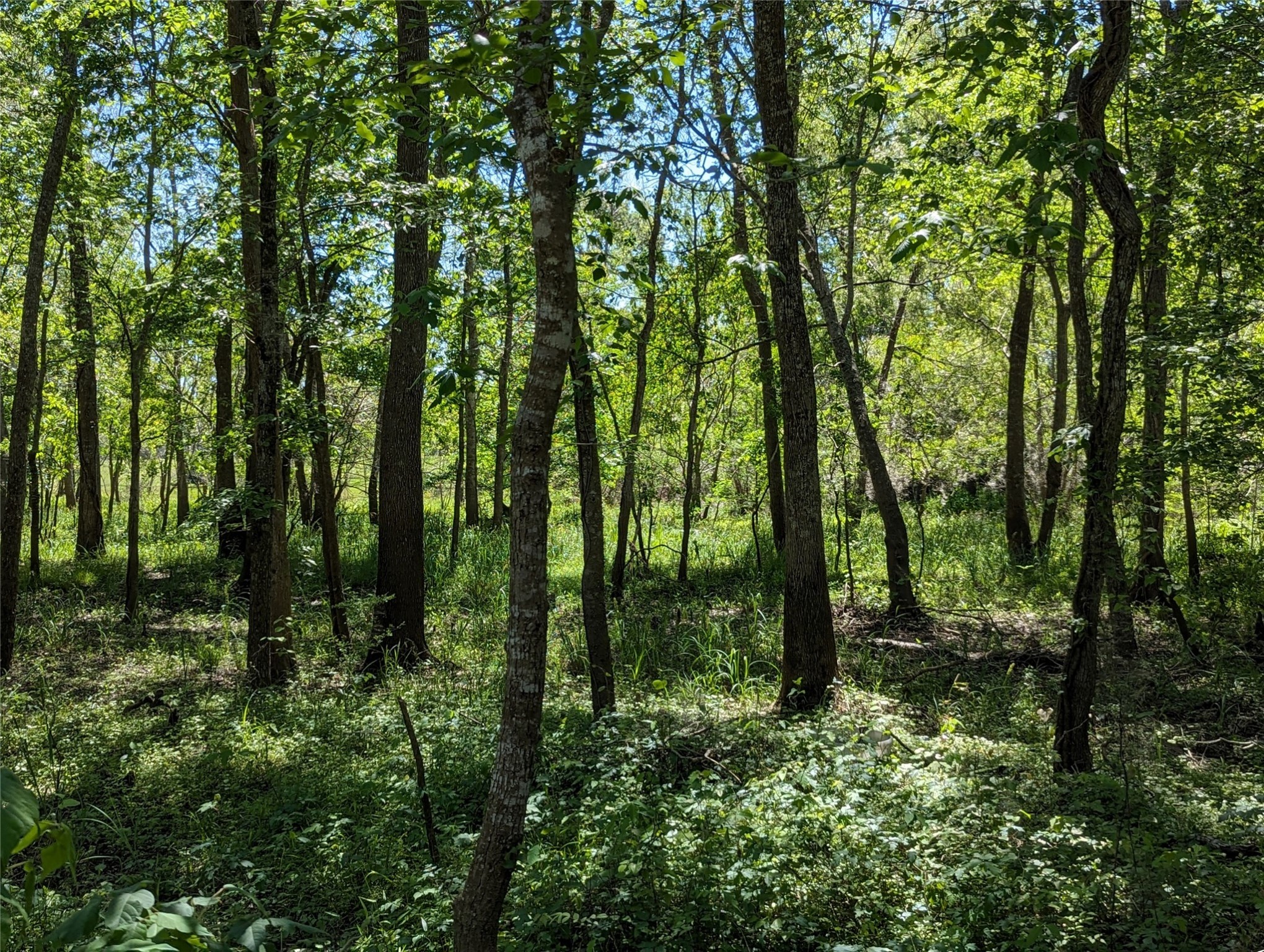149 County Road 149 Liberty, TX 77575 - Photo 8 of 9 a view of outdoor space and green space