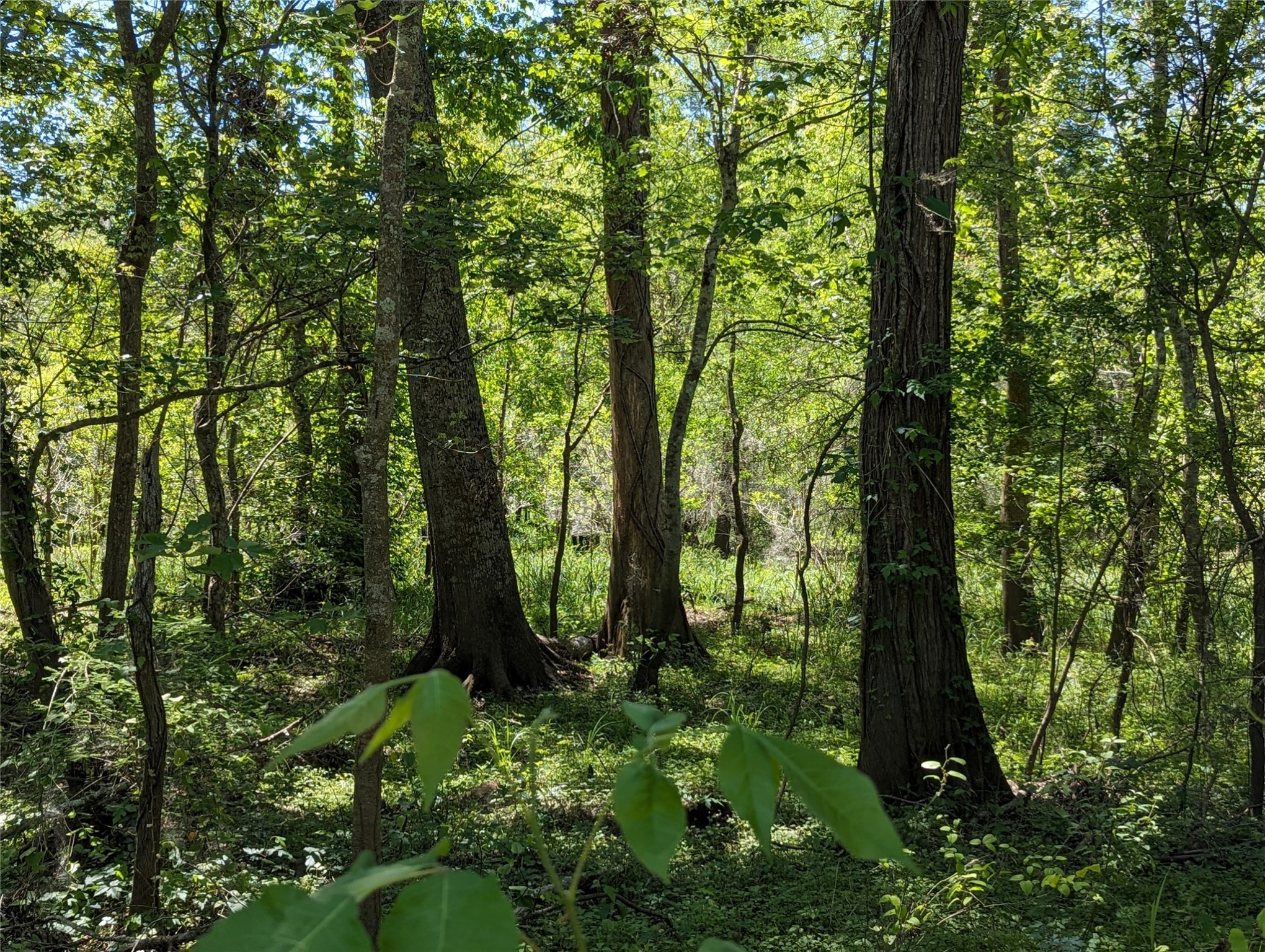 149 County Road 149 Liberty, TX 77575 - Photo 9 of 9 a view of outdoor space and garden view