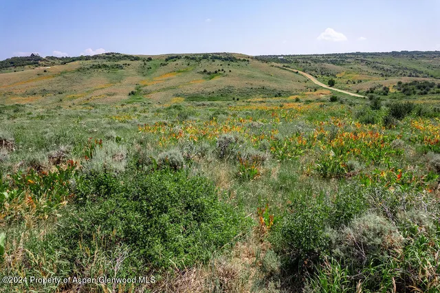 a view of a forest with mountains in the background
