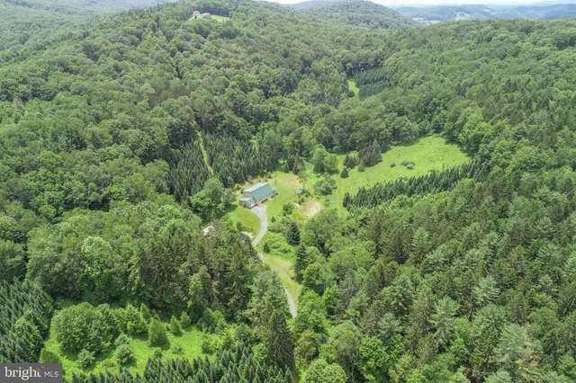 a view of a lush green forest with lots of trees