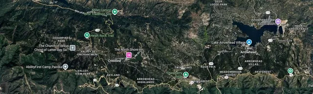 a close up of a tree in a yard