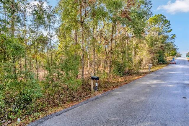 a view of a plants and trees
