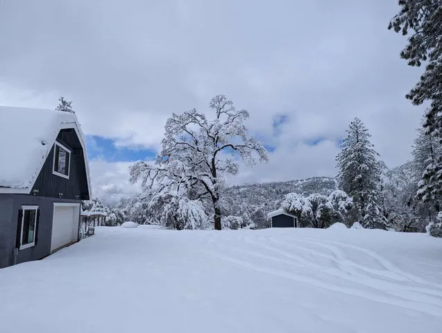 a view of a tree with a yard