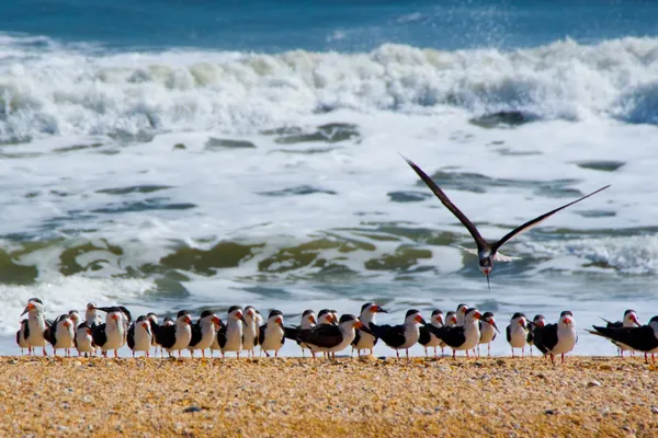 $655,000 | 209 Lions Gate Drive, St. Augustine, FL 32080