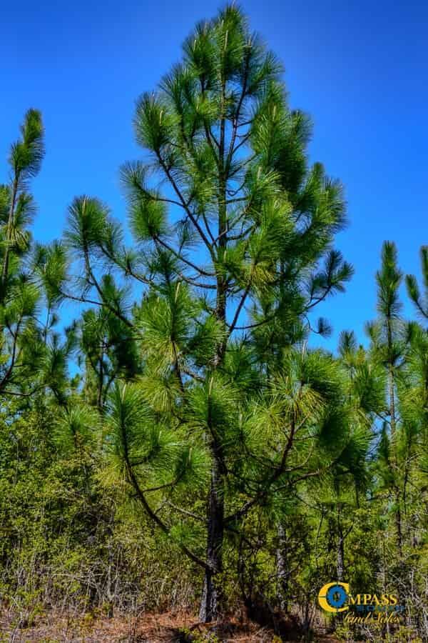 5659 State Rd S-28-31 Jefferson, SC 29718 - Photo 7 of 10 Buffalo Creek North South Carolina-06