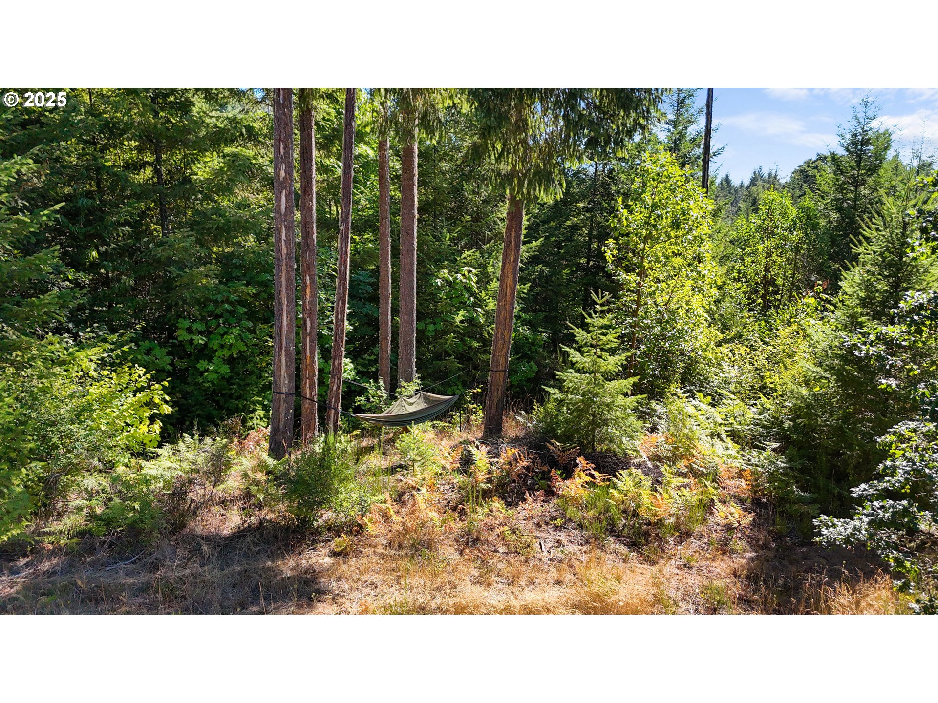 55778 Southwest Scoggins Valley Road Gaston, OR 97119 - Photo 39 of 42 a open area with trees in front of it