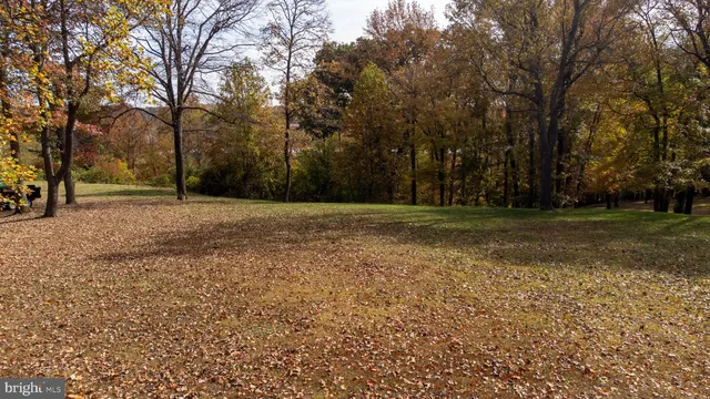 a view of a trees with a tree