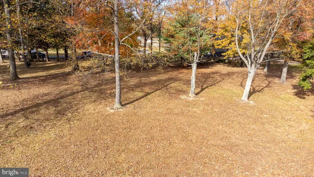 a view of a forest with trees in the background