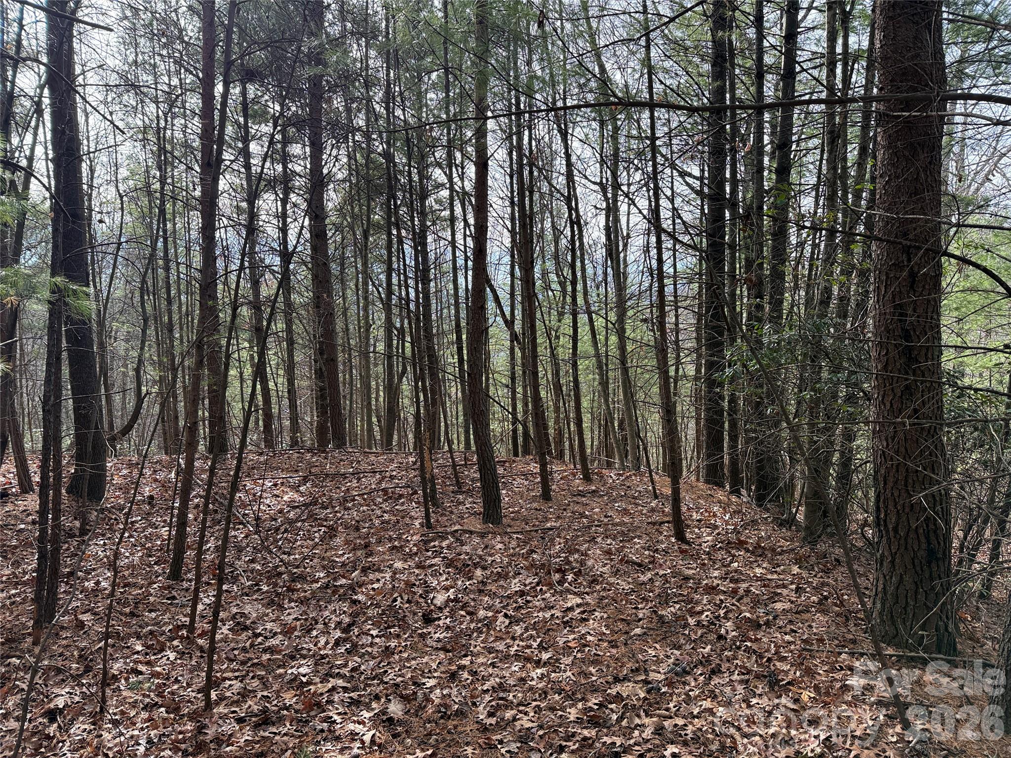 Tbd Buck Mountain Road, Unit 21 Purlear, NC 28665 - Photo 15 of 43 Gallery Image 15