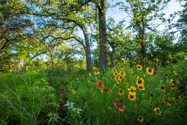 a view of a lush green forest
